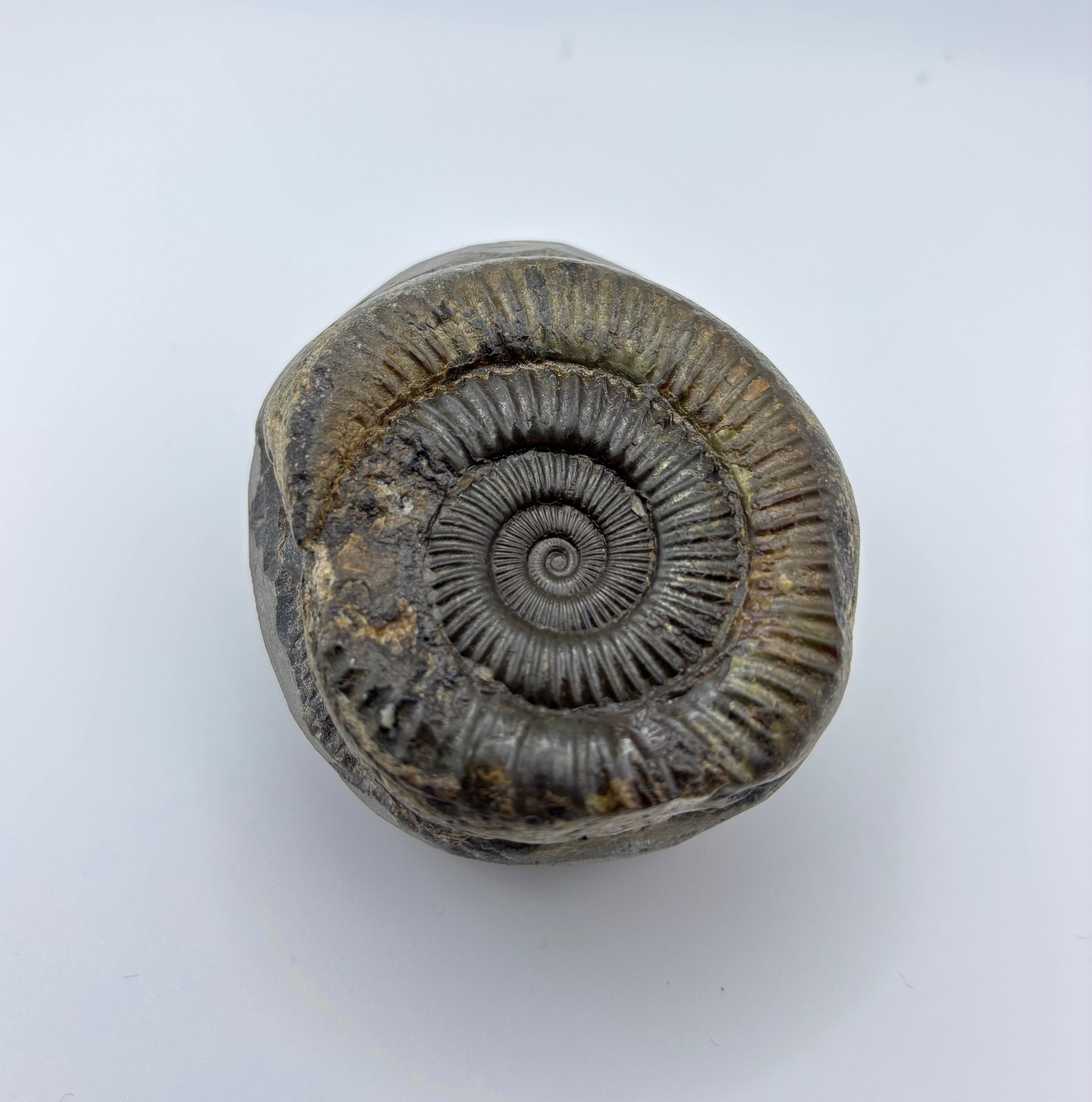 Dactylioceras Ammonite (Whitby)