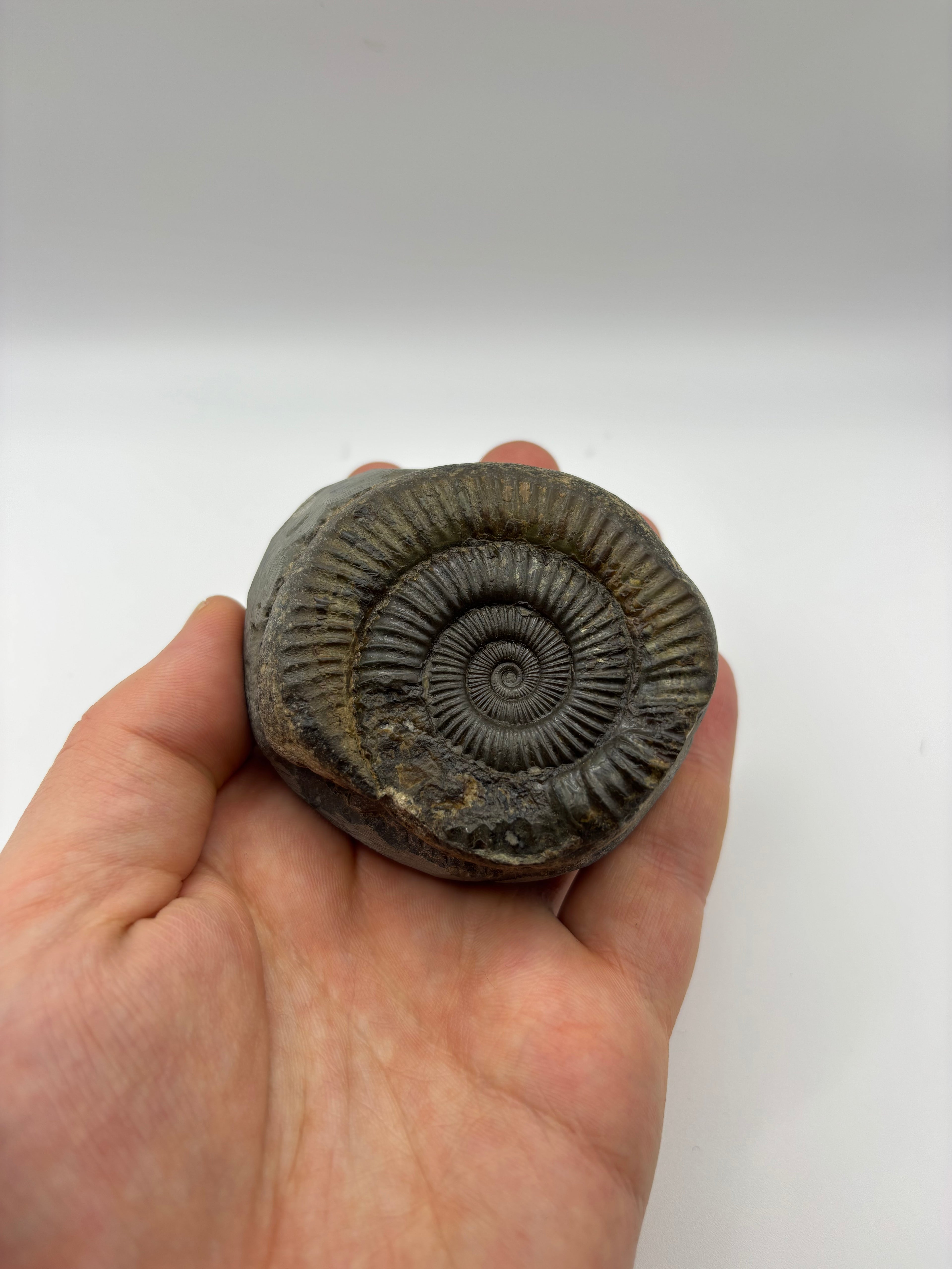 Dactylioceras Ammonite (Whitby)