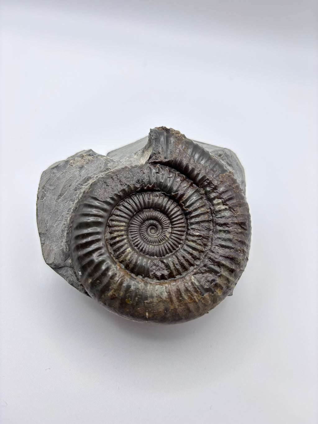 Dactylioceras Ammonite (Whitby)