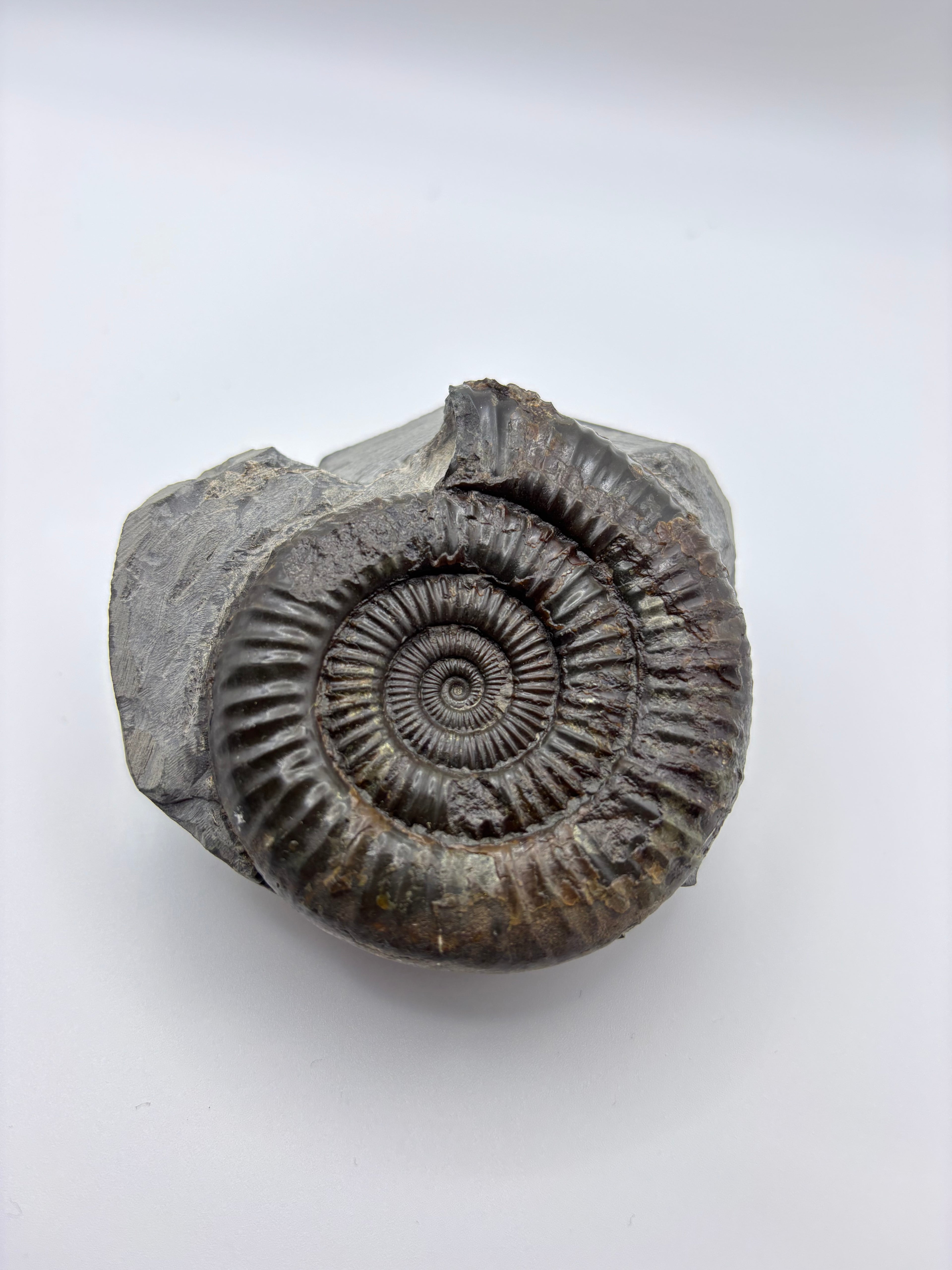 Dactylioceras Ammonite (Whitby)