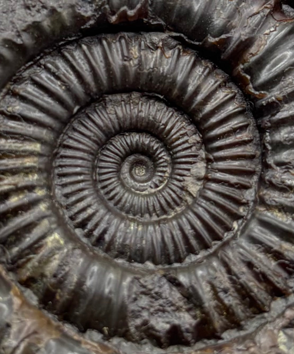 Dactylioceras Ammonite (Whitby)