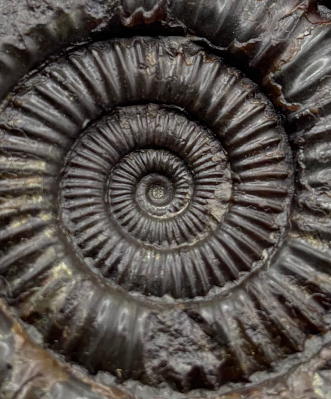 Dactylioceras Ammonite (Whitby)
