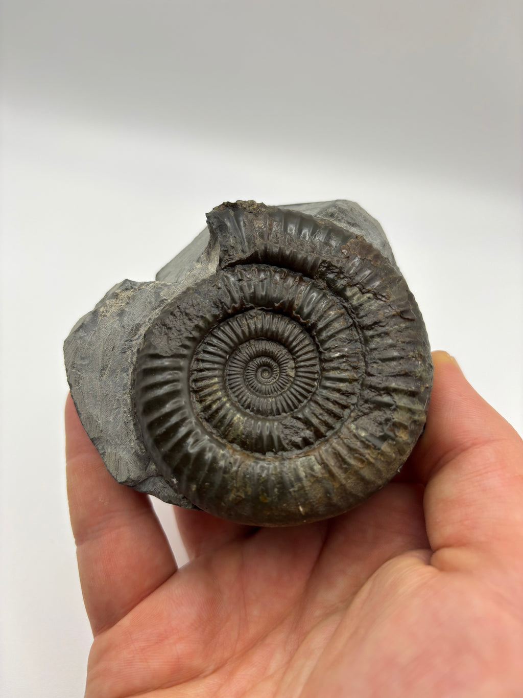 Dactylioceras Ammonite (Whitby)