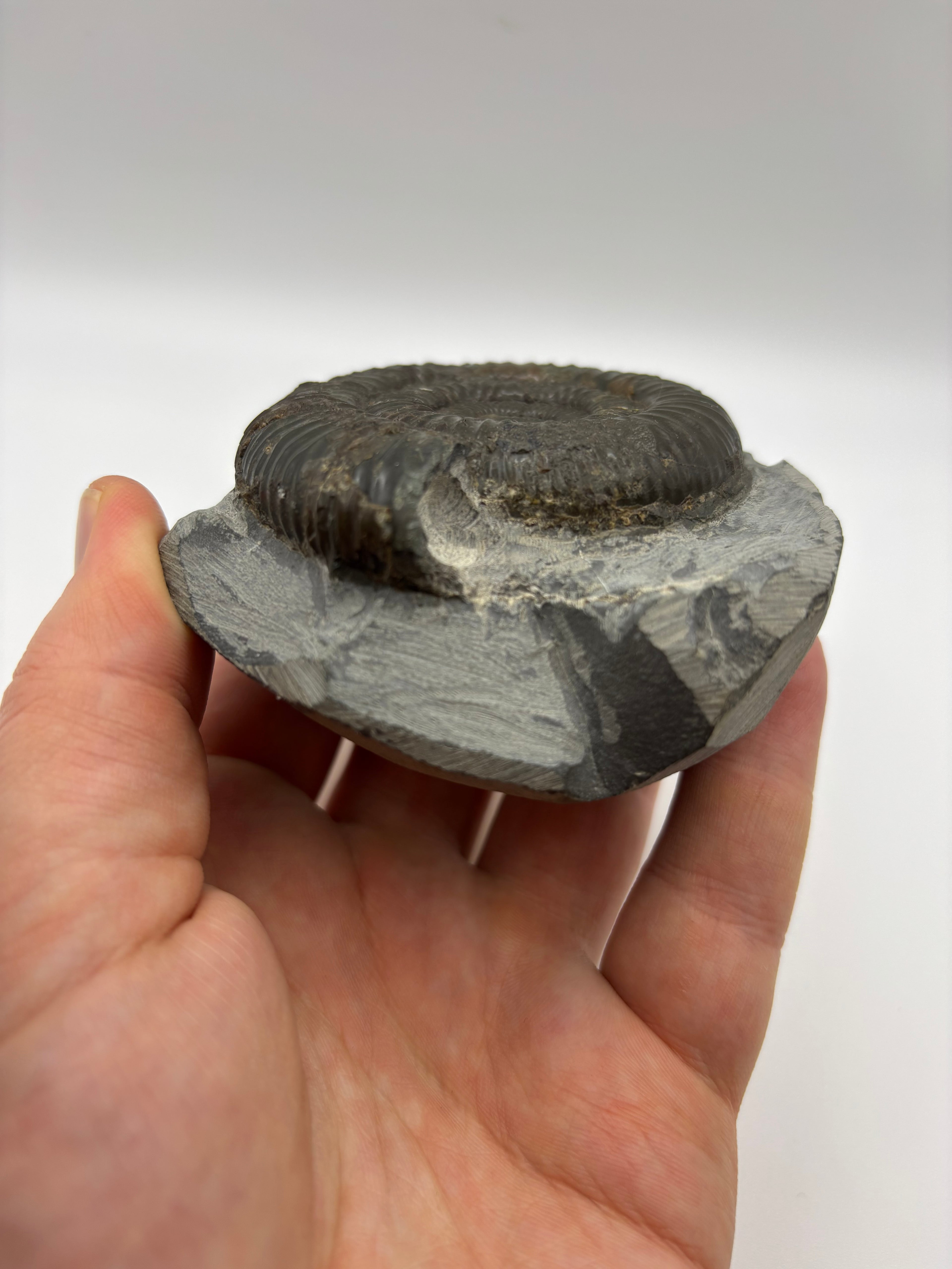 Dactylioceras Ammonite (Whitby)