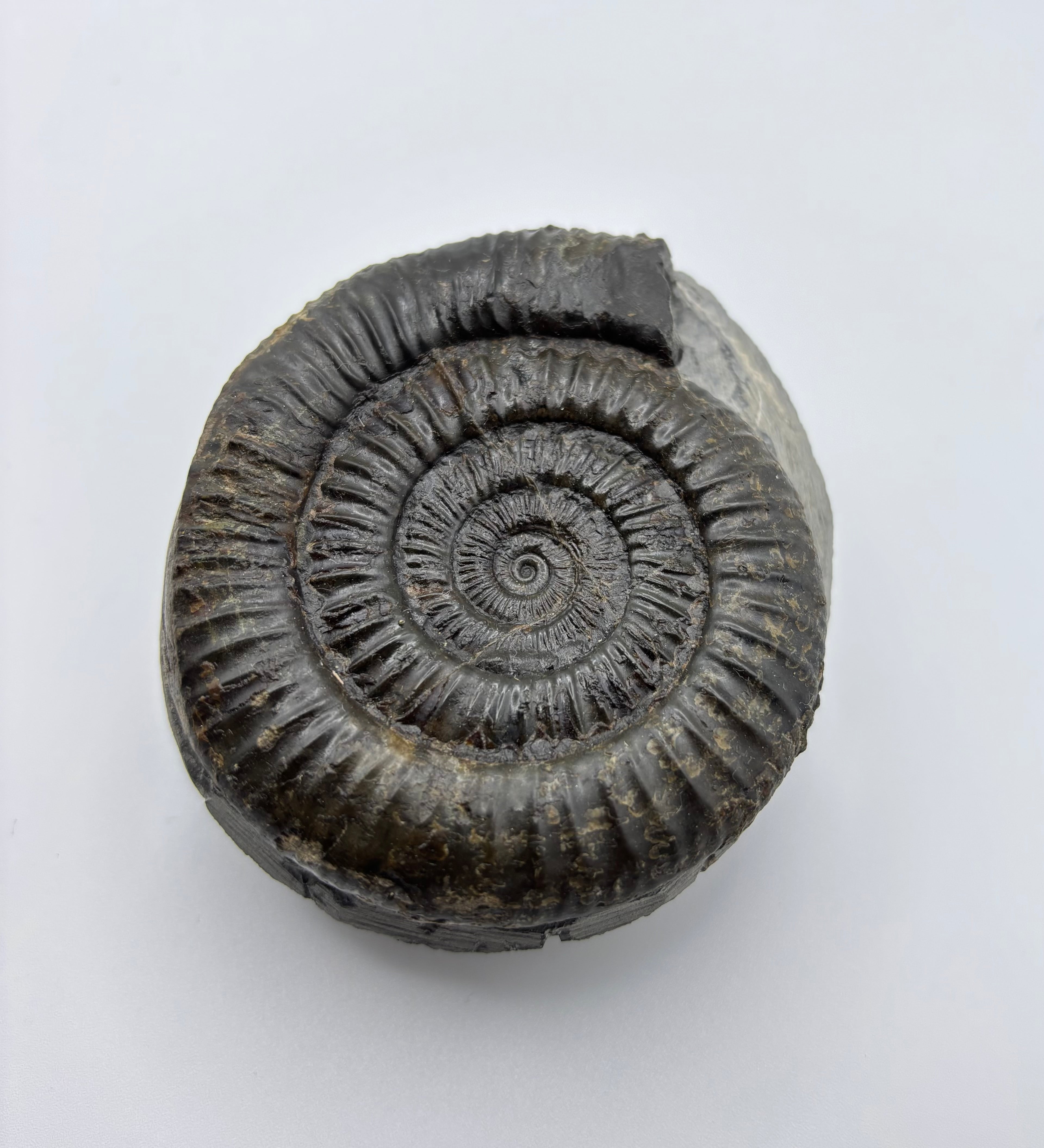 Dactylioceras Ammonite (Whitby)