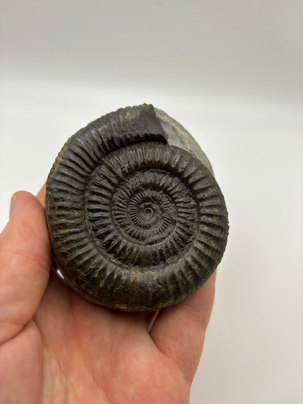 Dactylioceras Ammonite (Whitby)