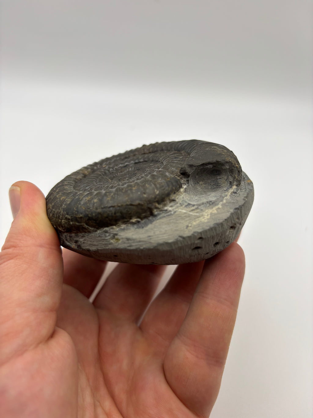 Dactylioceras Ammonite (Whitby)