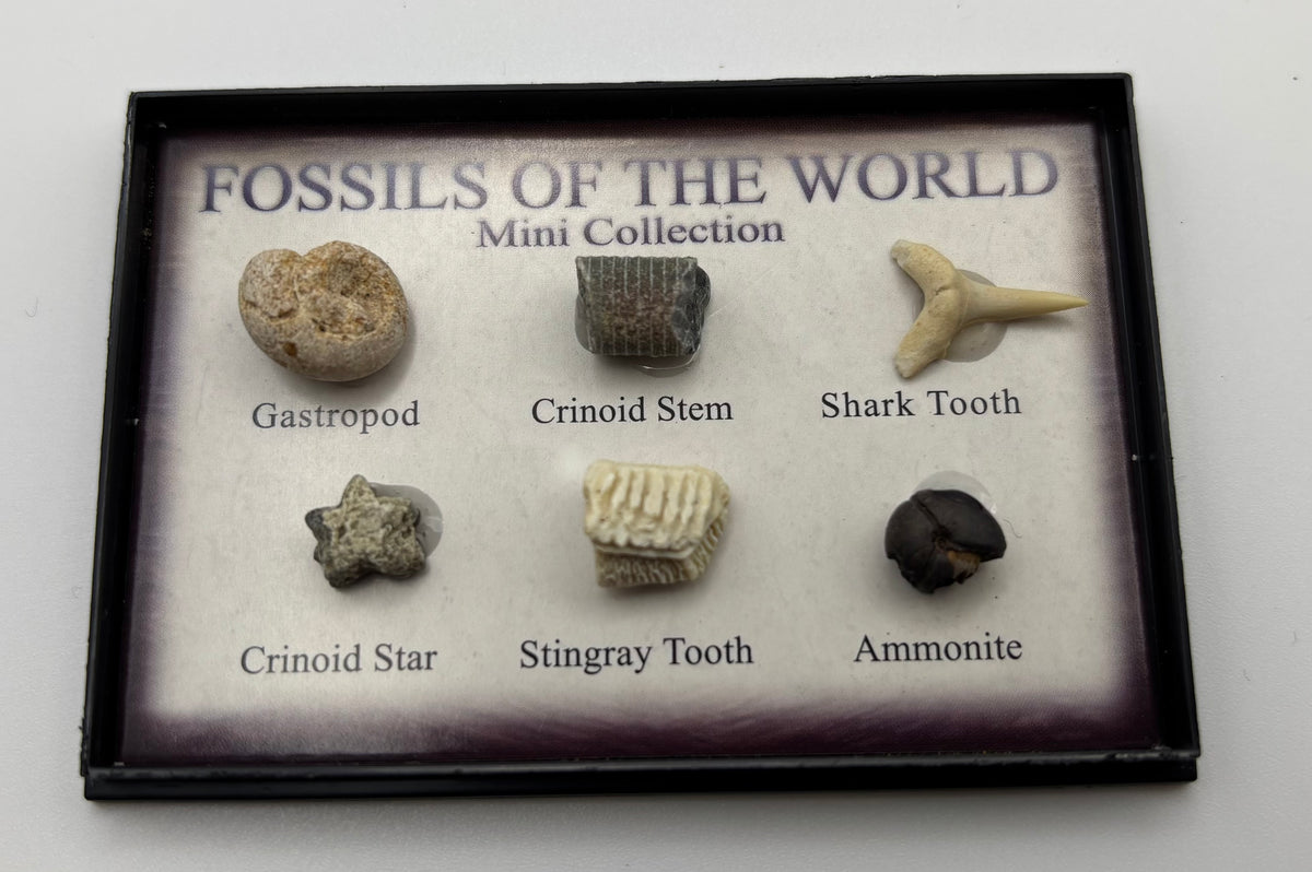 Fossils of the World - Mini Collection – Dinosaur & Fossil Shop RHB
