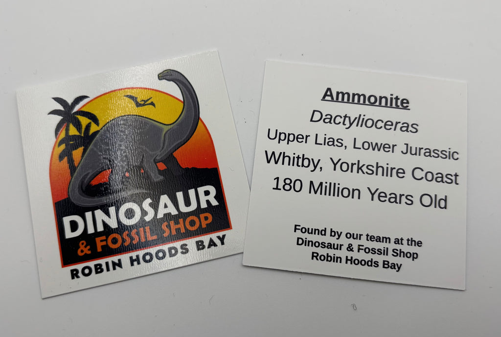 Dactylioceras Ammonite (Whitby)