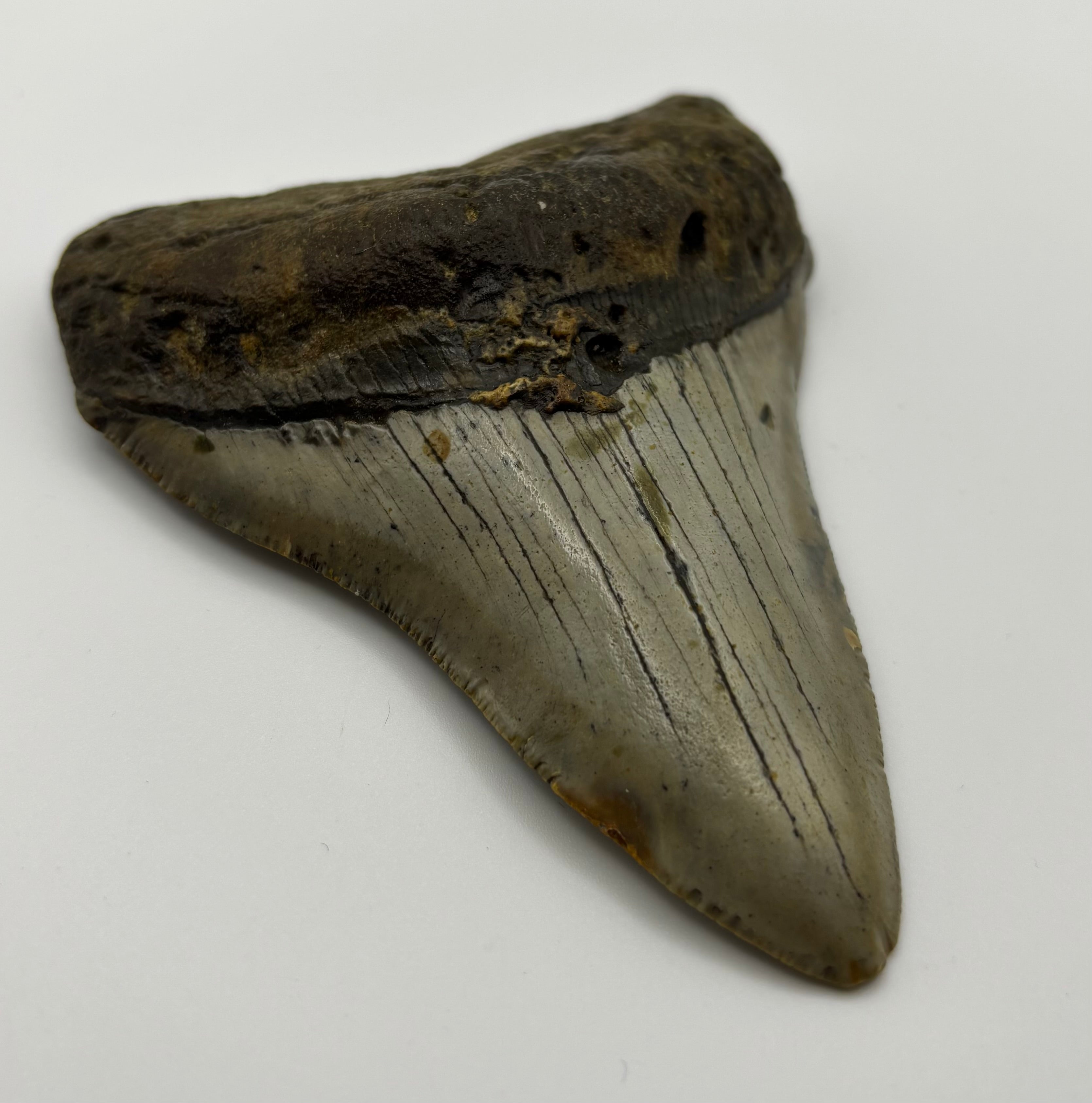 Megalodon Tooth - Complete 4 inch