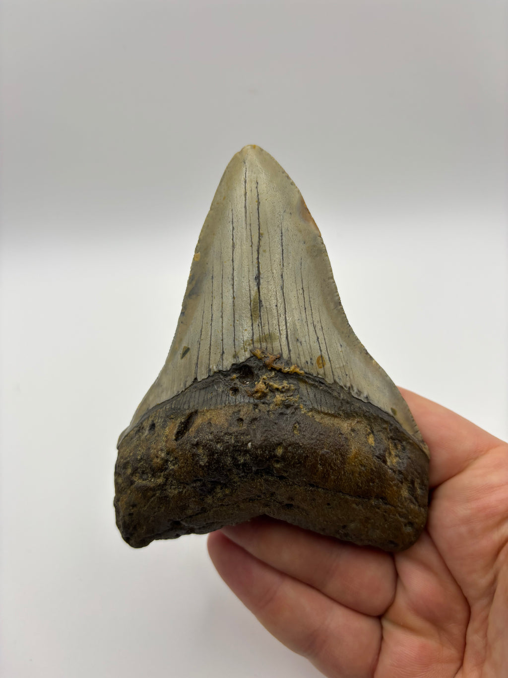 Megalodon Tooth - Complete 4 inch