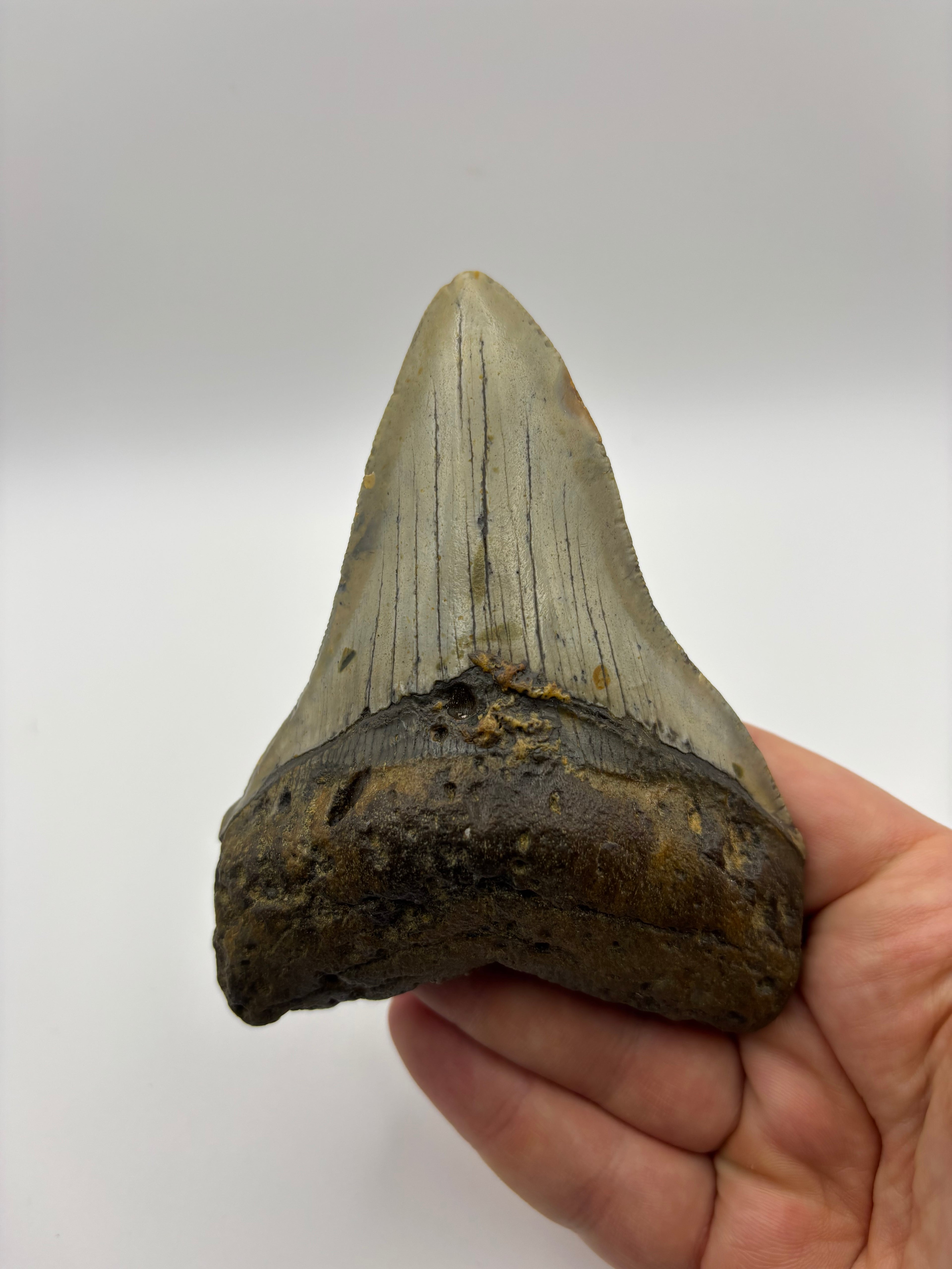 Megalodon Tooth - Complete 4 inch