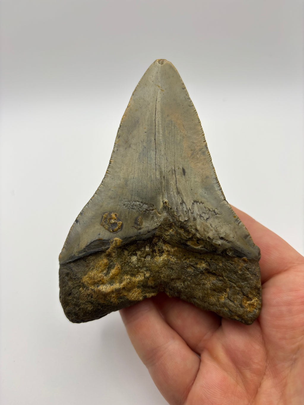 Megalodon Tooth - Complete 4 inch