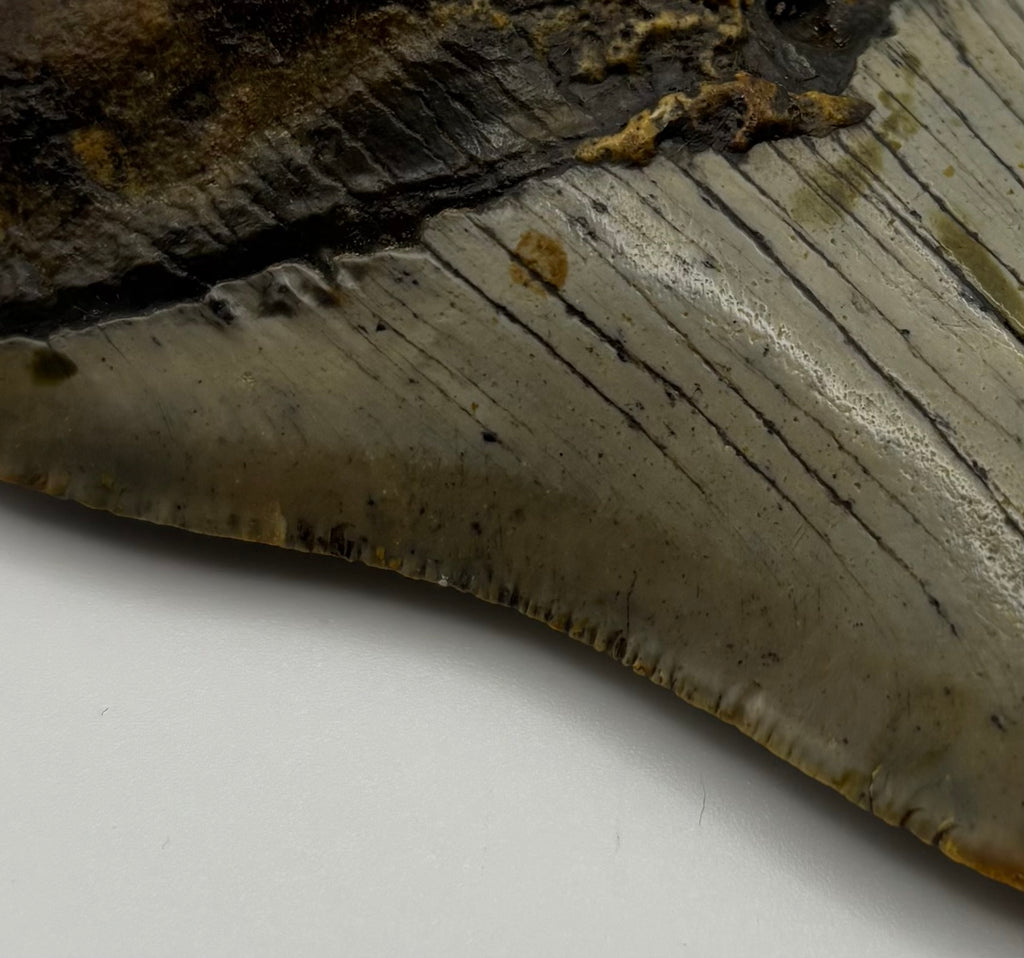 Megalodon Tooth - Complete 4 inch