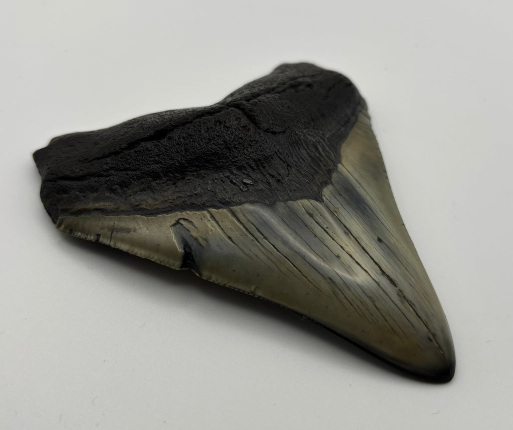 Megalodon Tooth - Complete 3.5 inch