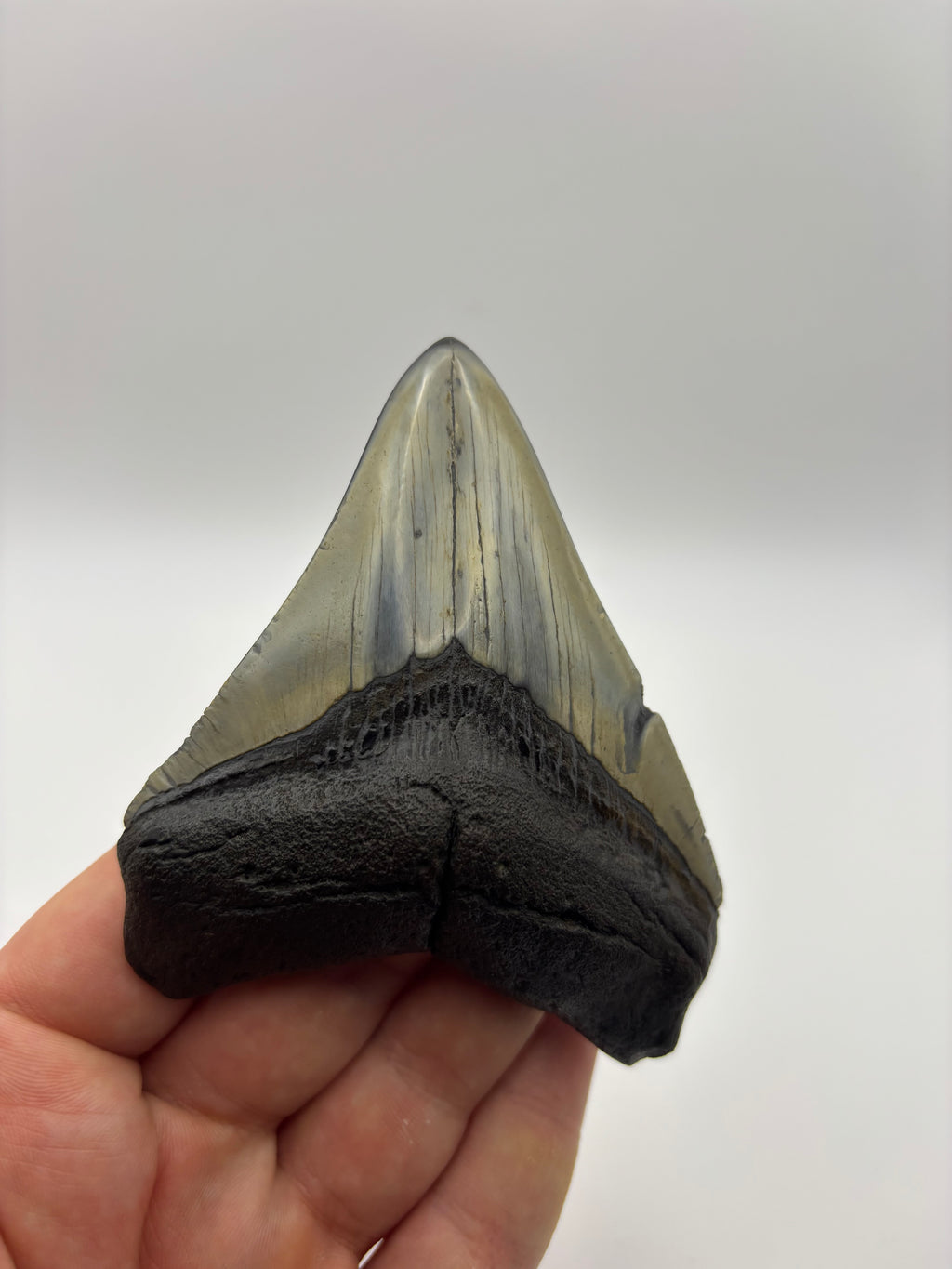 Megalodon Tooth - Complete 3.5 inch