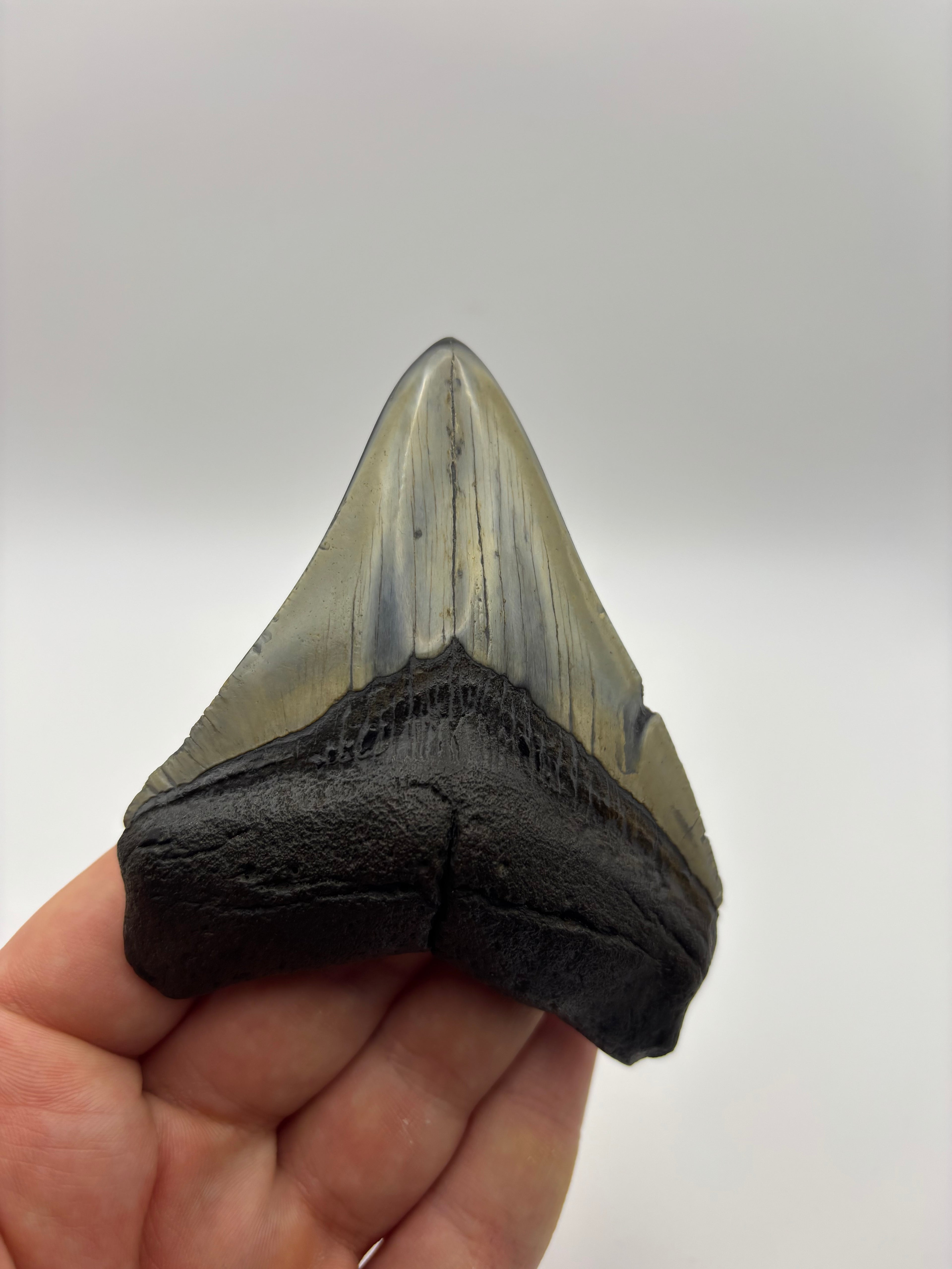 Megalodon Tooth - Complete 3.5 inch