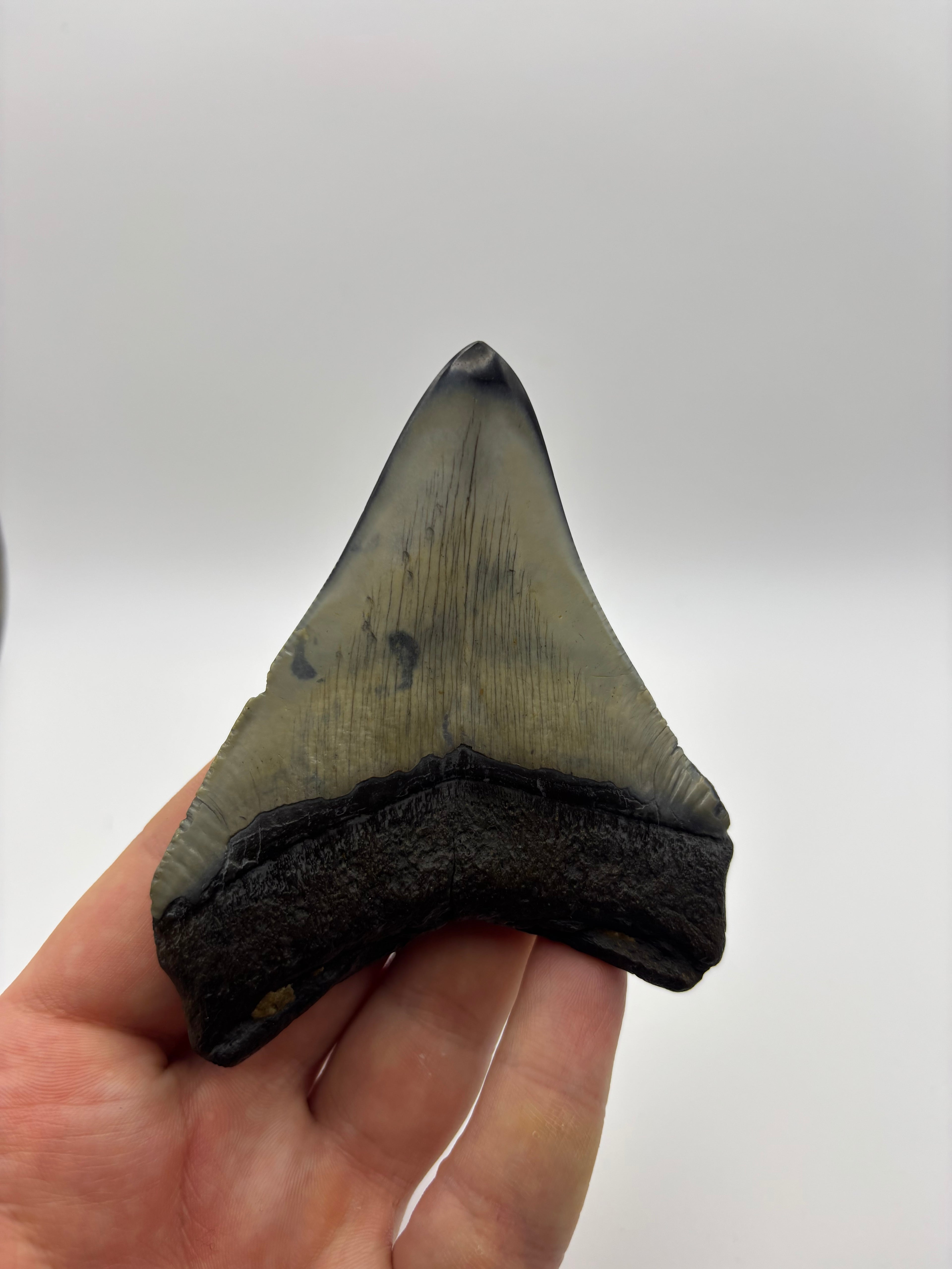 Megalodon Tooth - Complete 3.5 inch