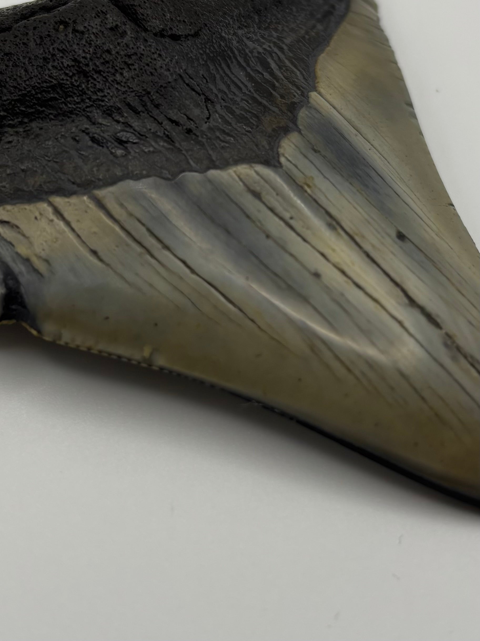 Megalodon Tooth - Complete 3.5 inch