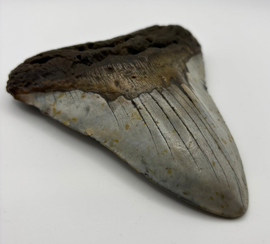 Megalodon Tooth - Complete 5 inch