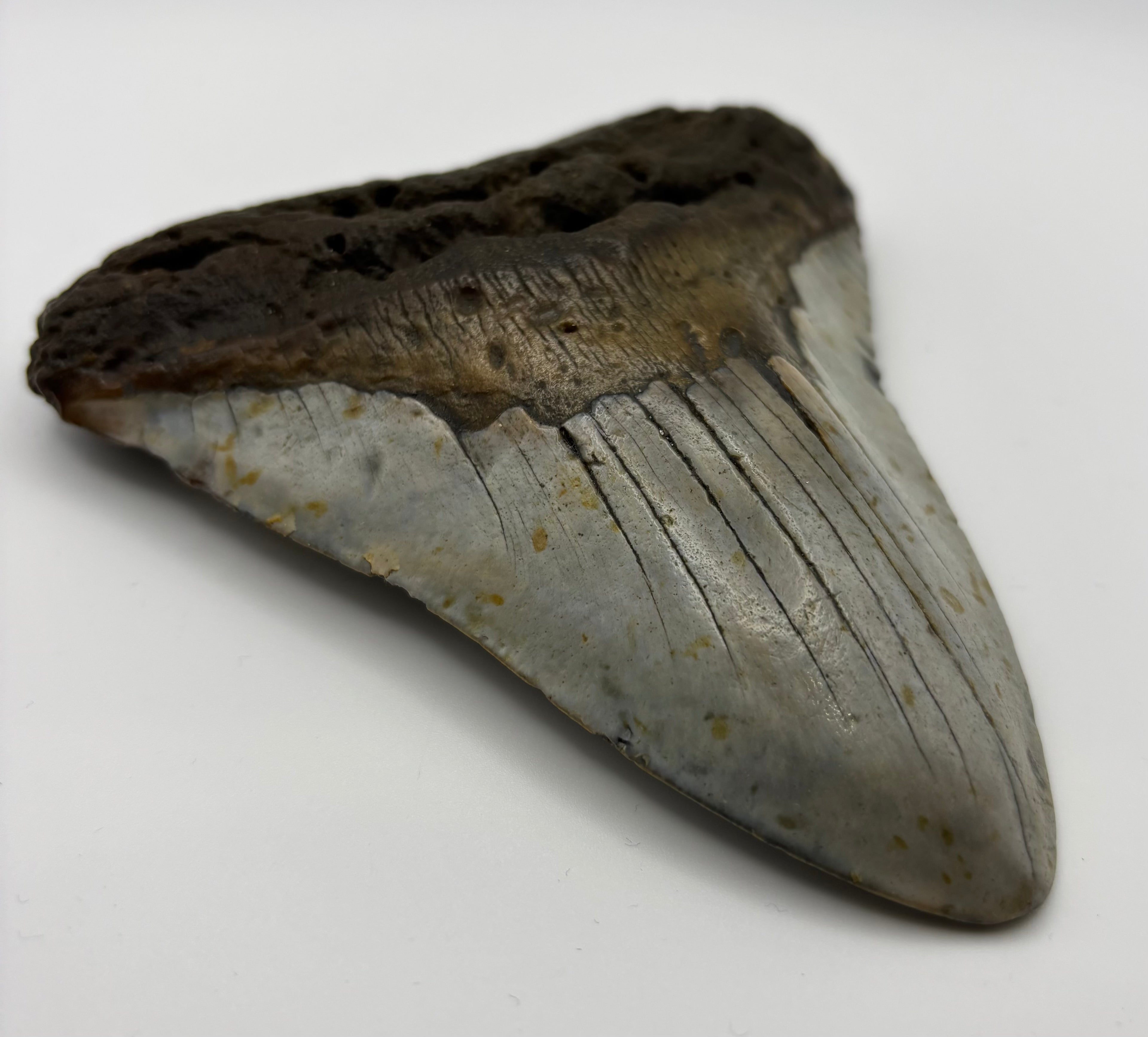 Megalodon Tooth - Complete 5 inch