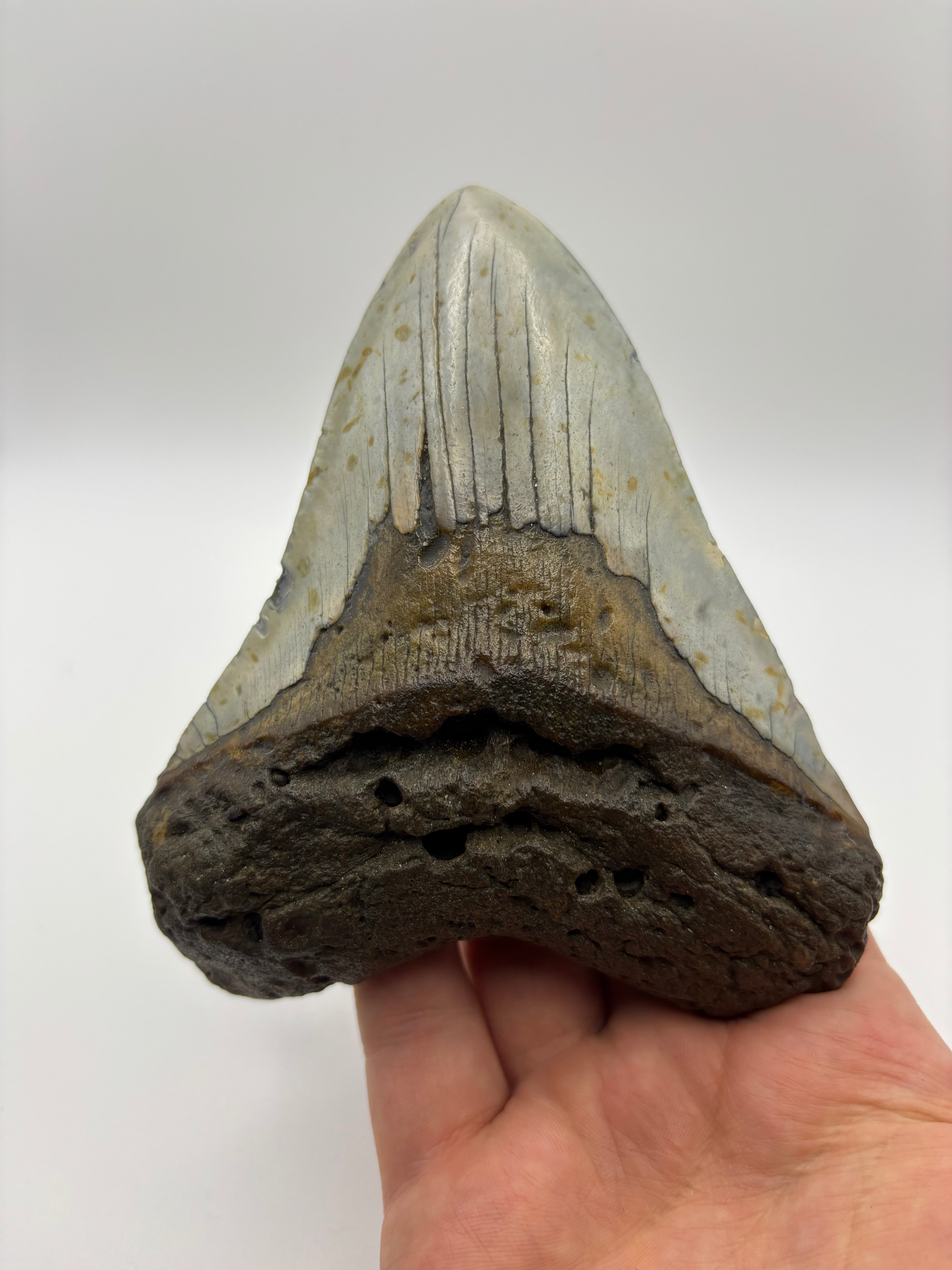 Megalodon Tooth - Complete 5 inch