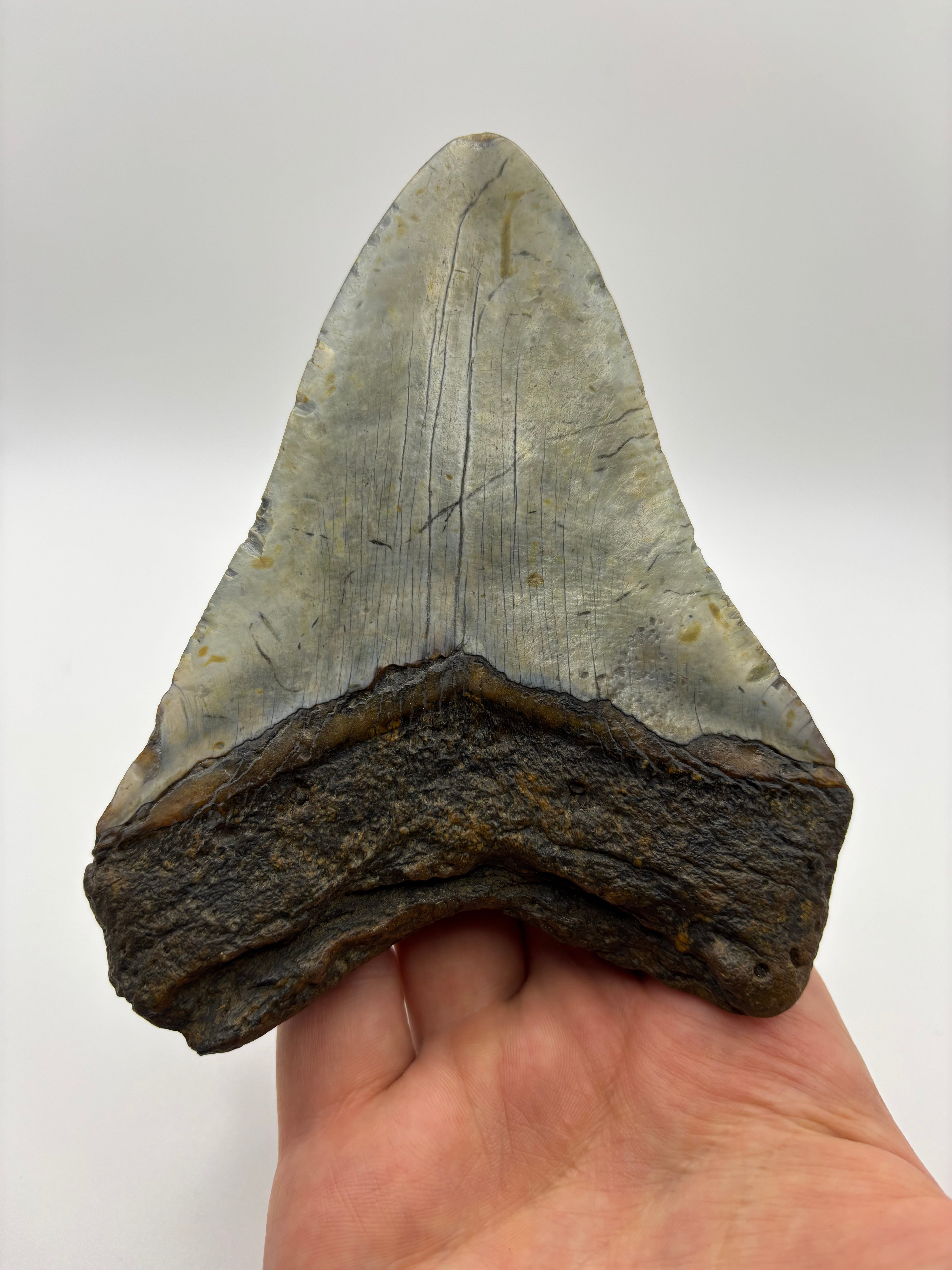 Megalodon Tooth - Complete 5 inch