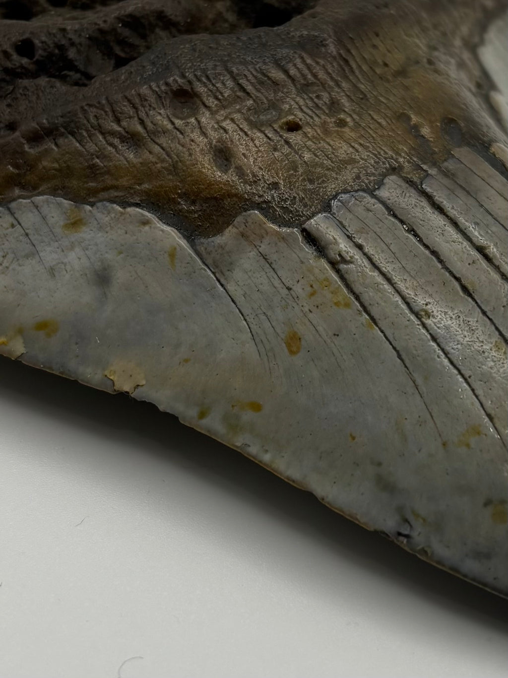 Megalodon Tooth - Complete 5 inch