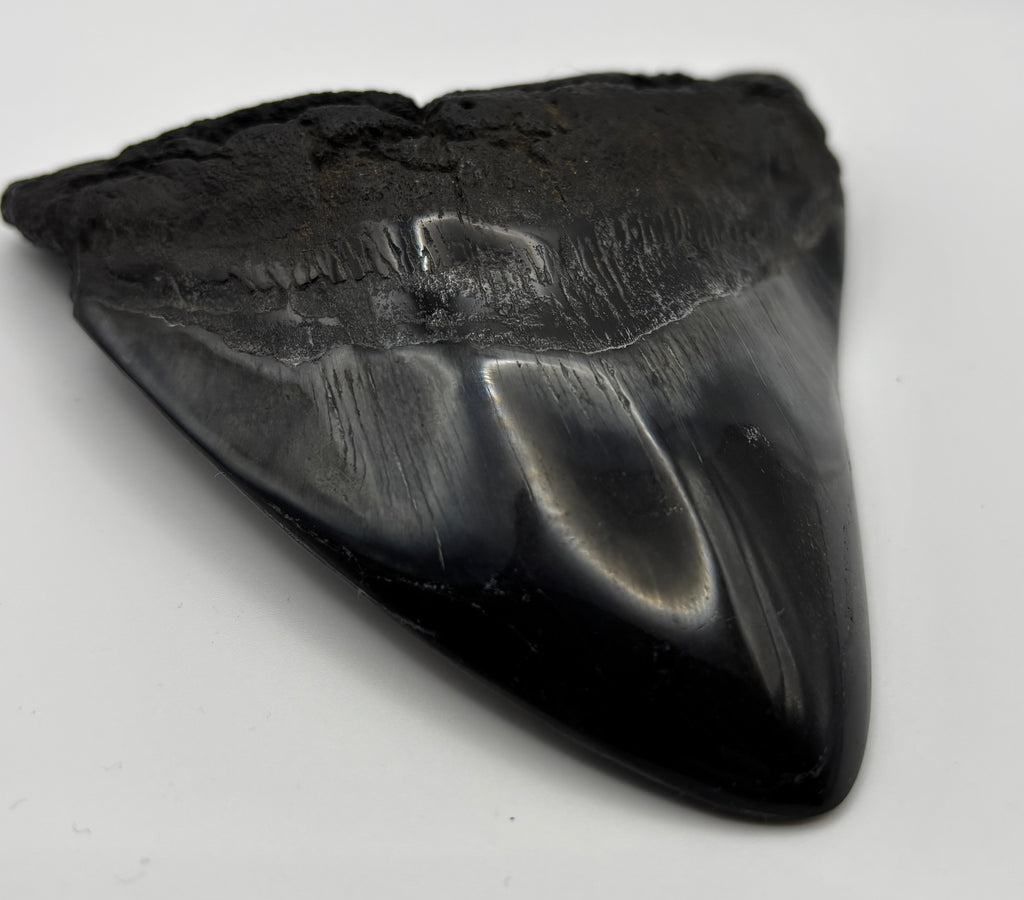 Megalodon Tooth - Complete 4.5 inch