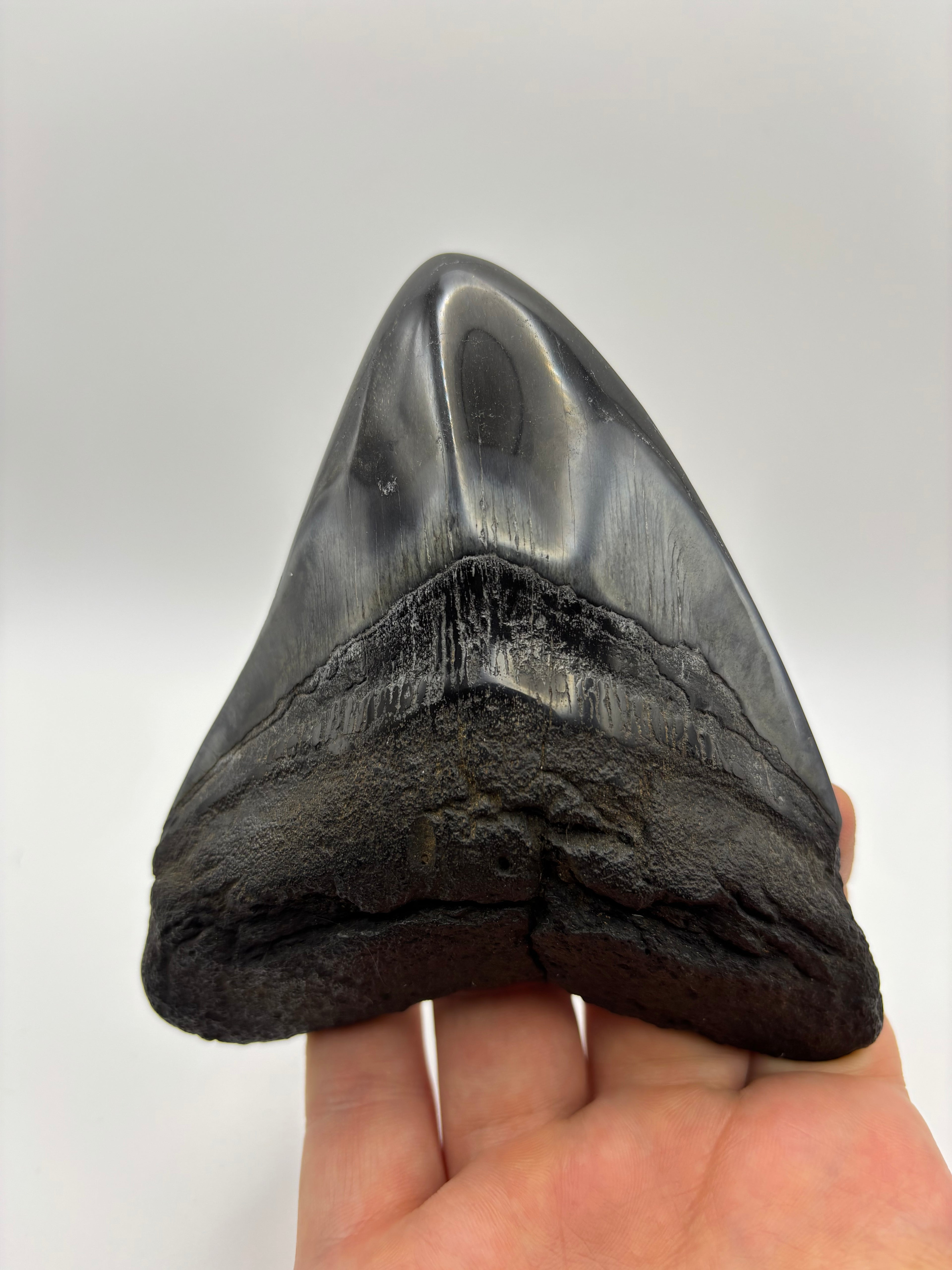 Megalodon Tooth - Complete 4.5 inch