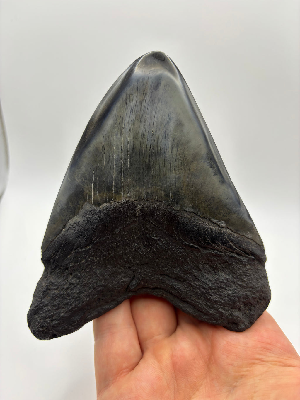Megalodon Tooth - Complete 4.5 inch