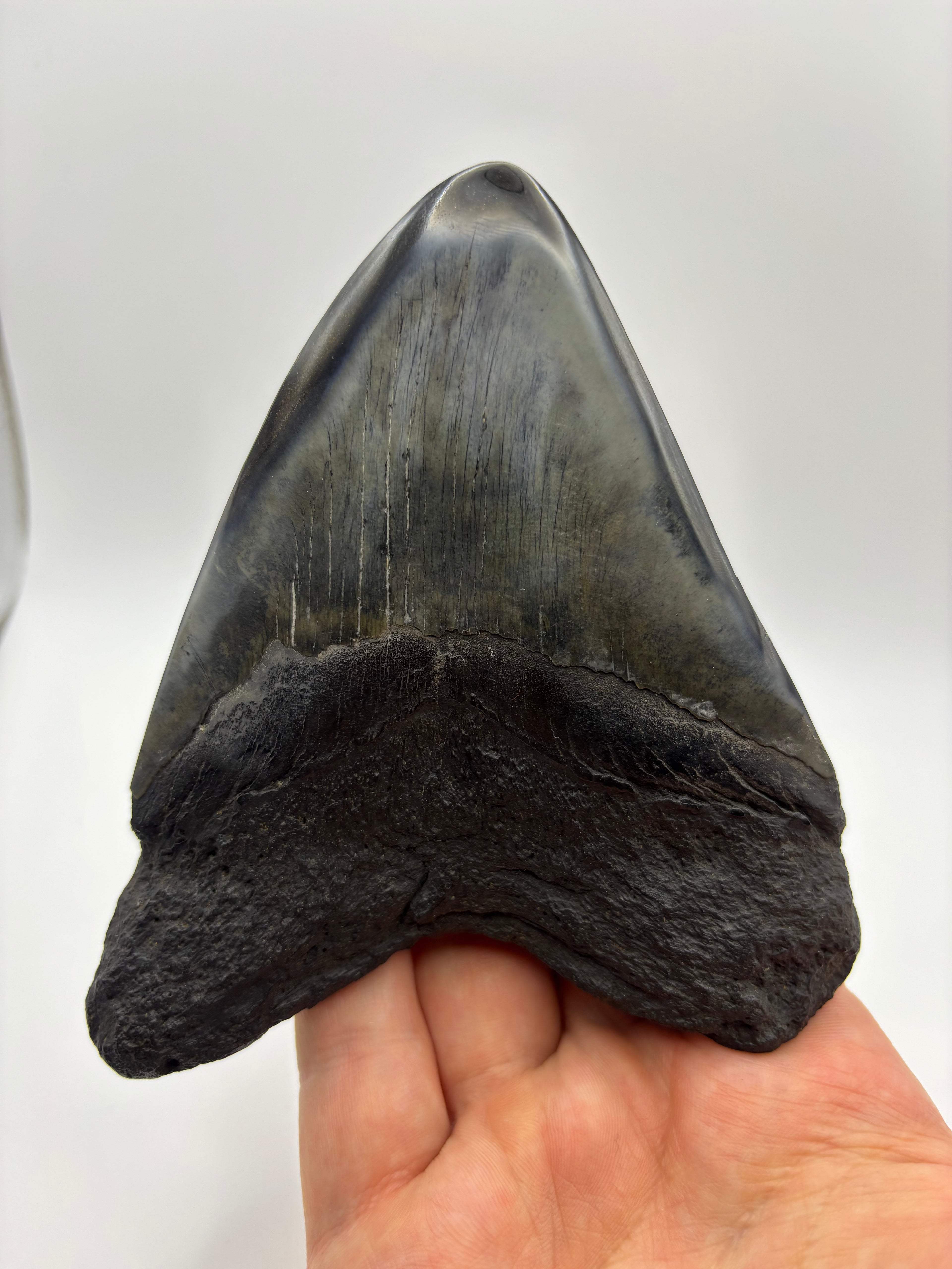 Megalodon Tooth - Complete 4.5 inch