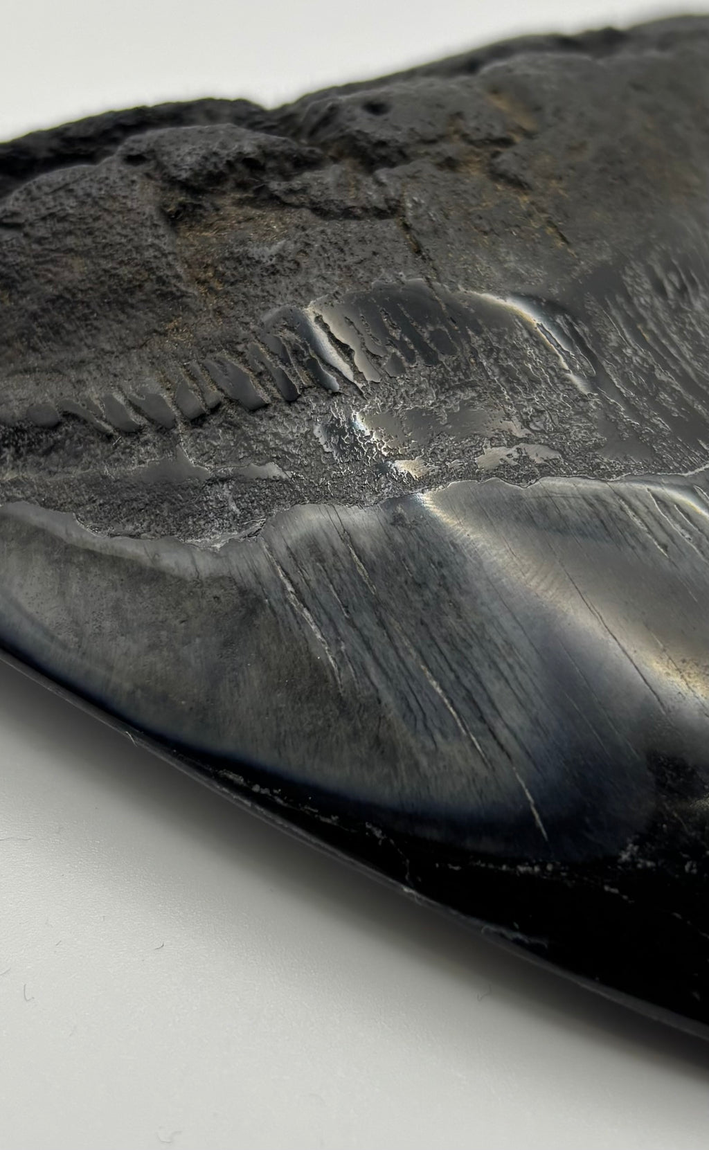 Megalodon Tooth - Complete 4.5 inch