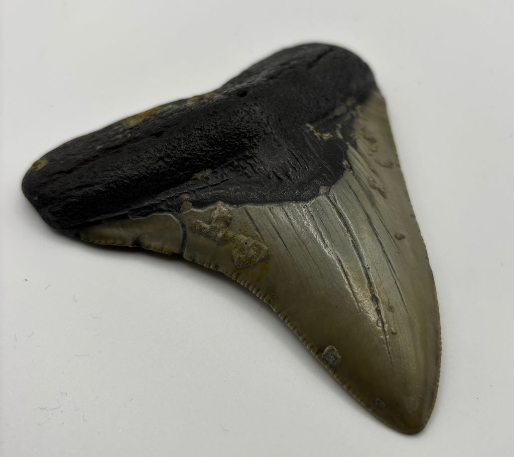 Megalodon Tooth - Complete 3.5 inch