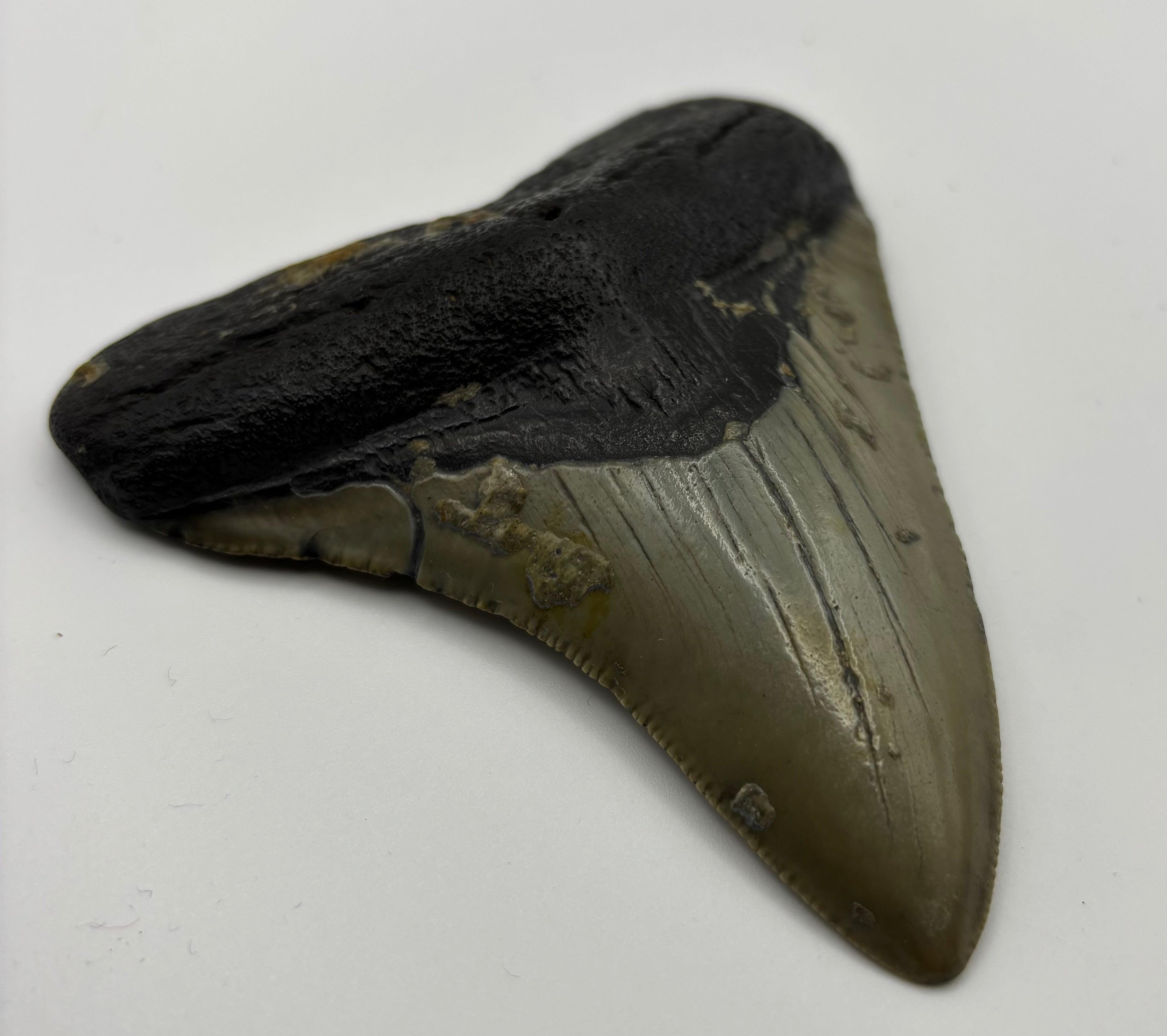 Megalodon Tooth - Complete 3.5 inch