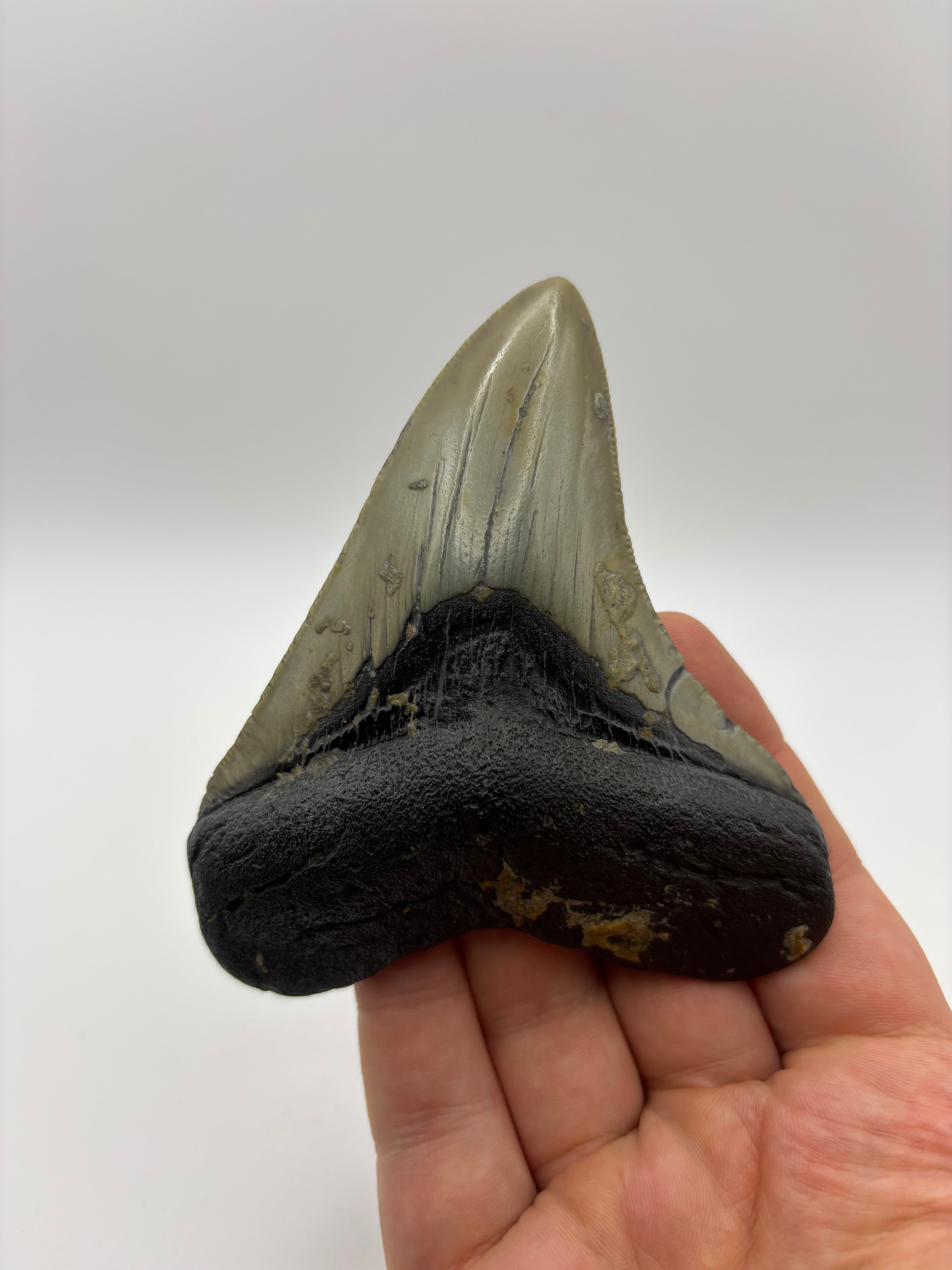 Megalodon Tooth - Complete 3.5 inch