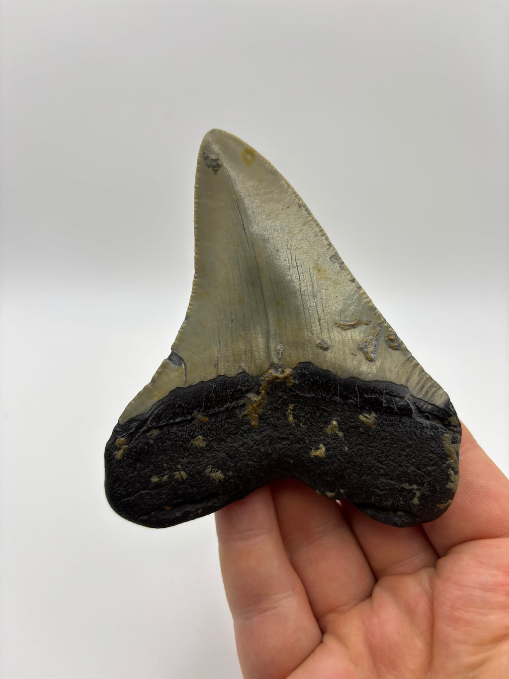 Megalodon Tooth - Complete 3.5 inch