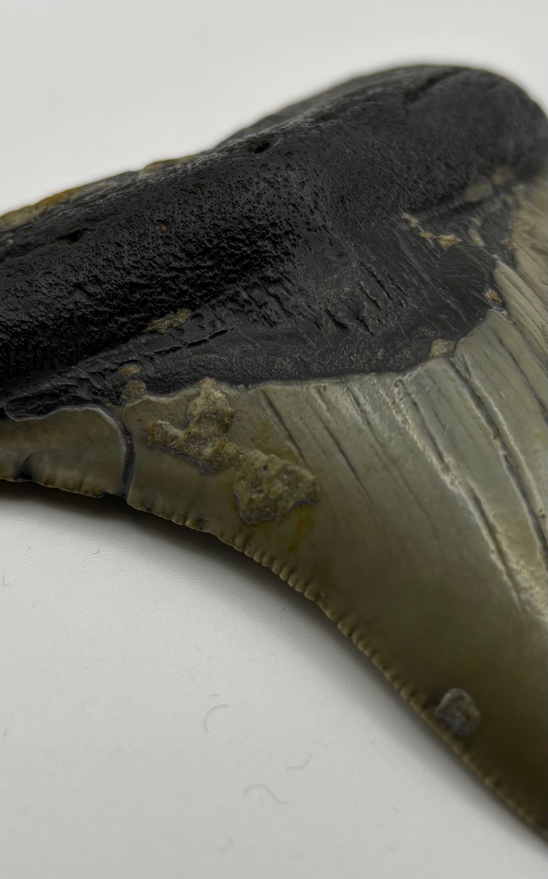 Megalodon Tooth - Complete 3.5 inch