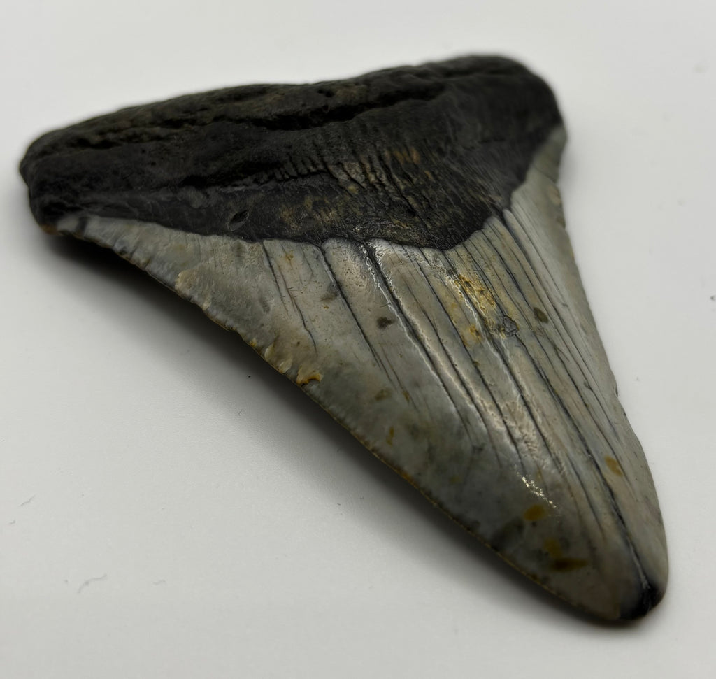 Megalodon Tooth - Complete 4 inch