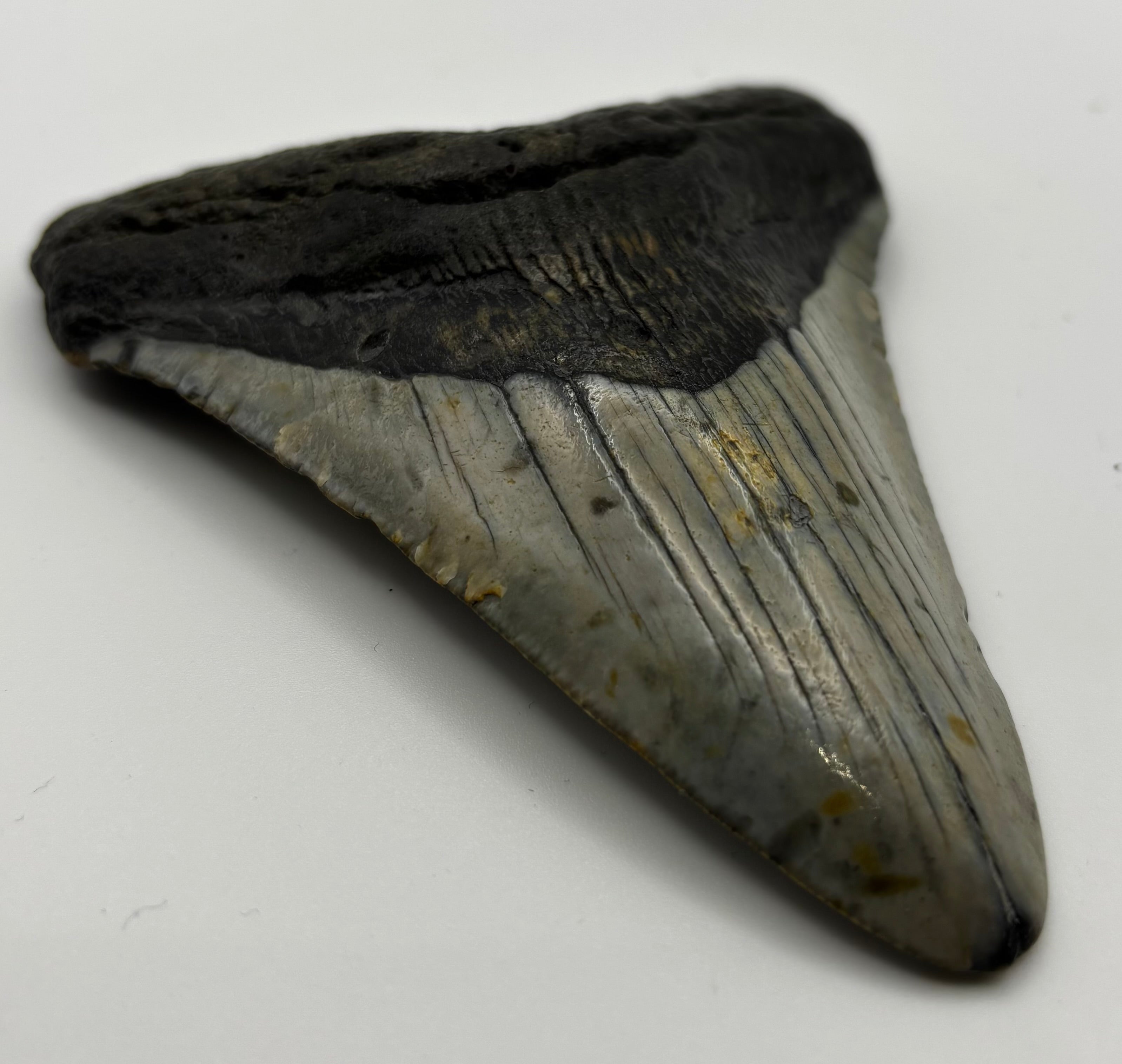 Megalodon Tooth - Complete 4 inch