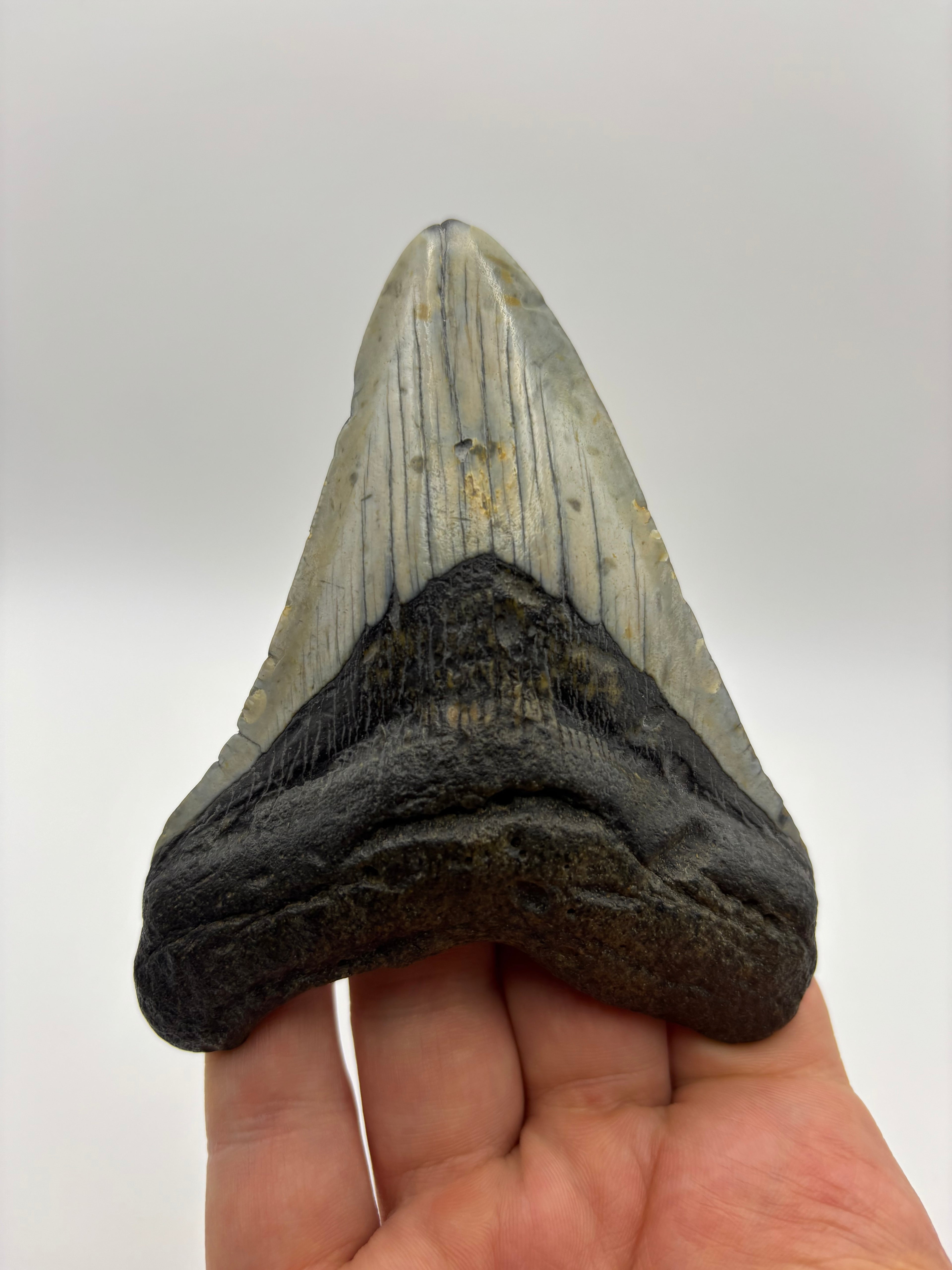 Megalodon Tooth - Complete 4 inch