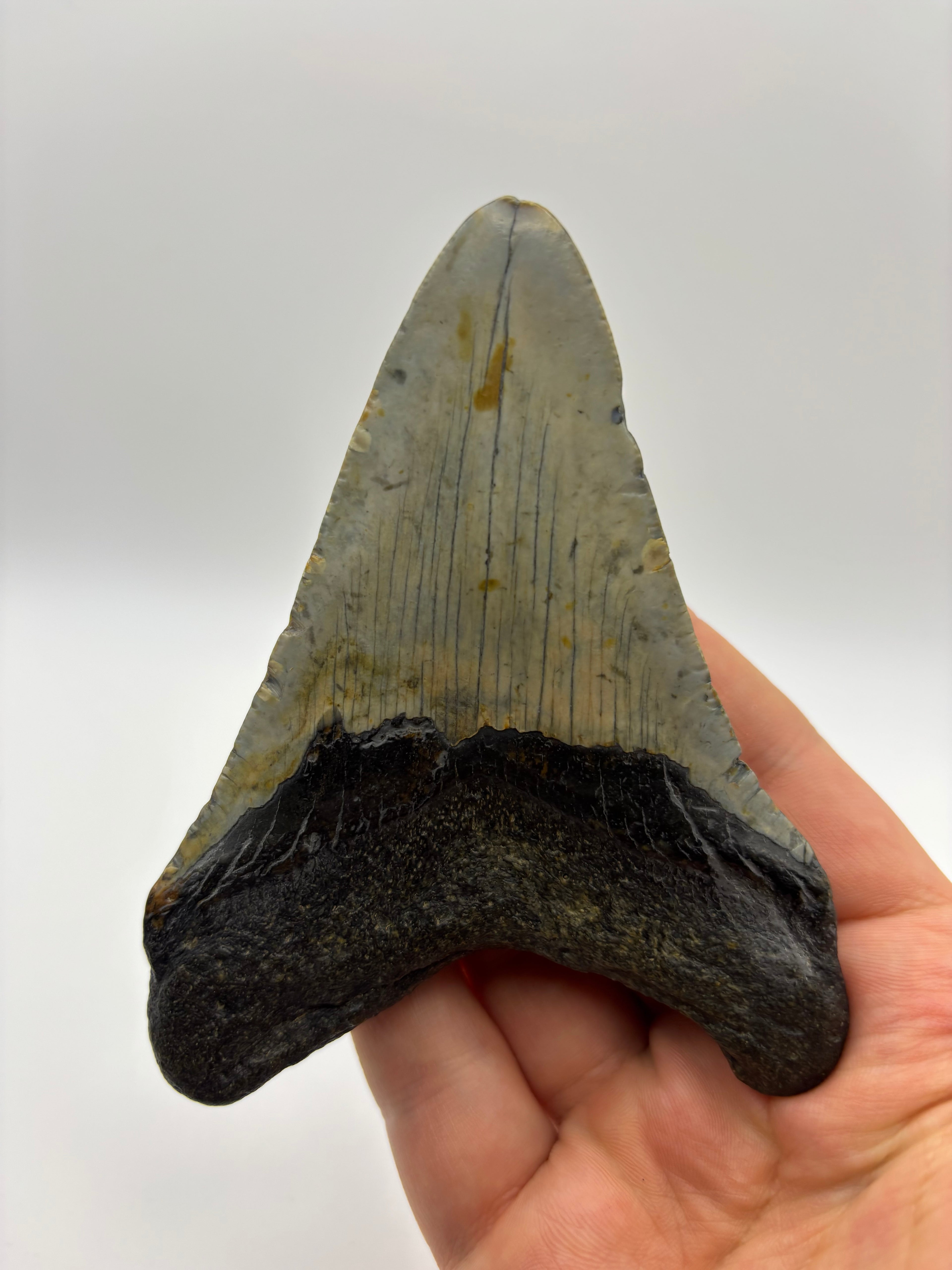 Megalodon Tooth - Complete 4 inch