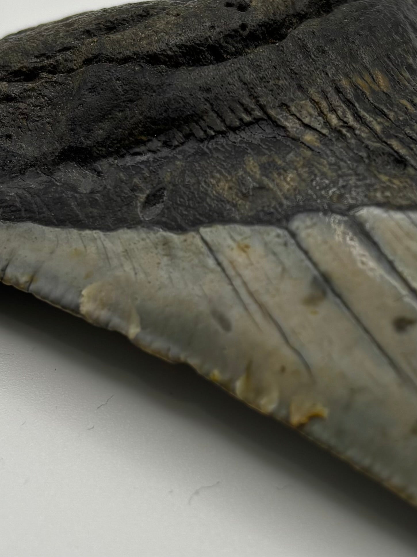 Megalodon Tooth - Complete 4 inch