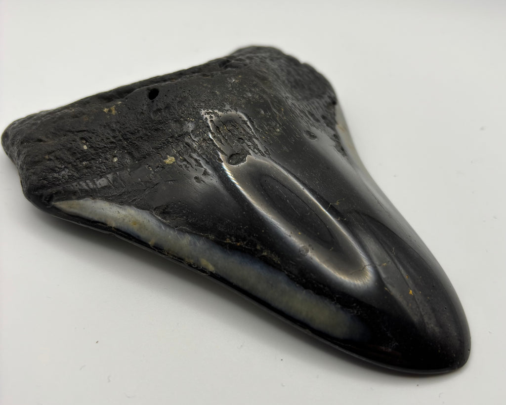 Megalodon Tooth - Complete 5 inch
