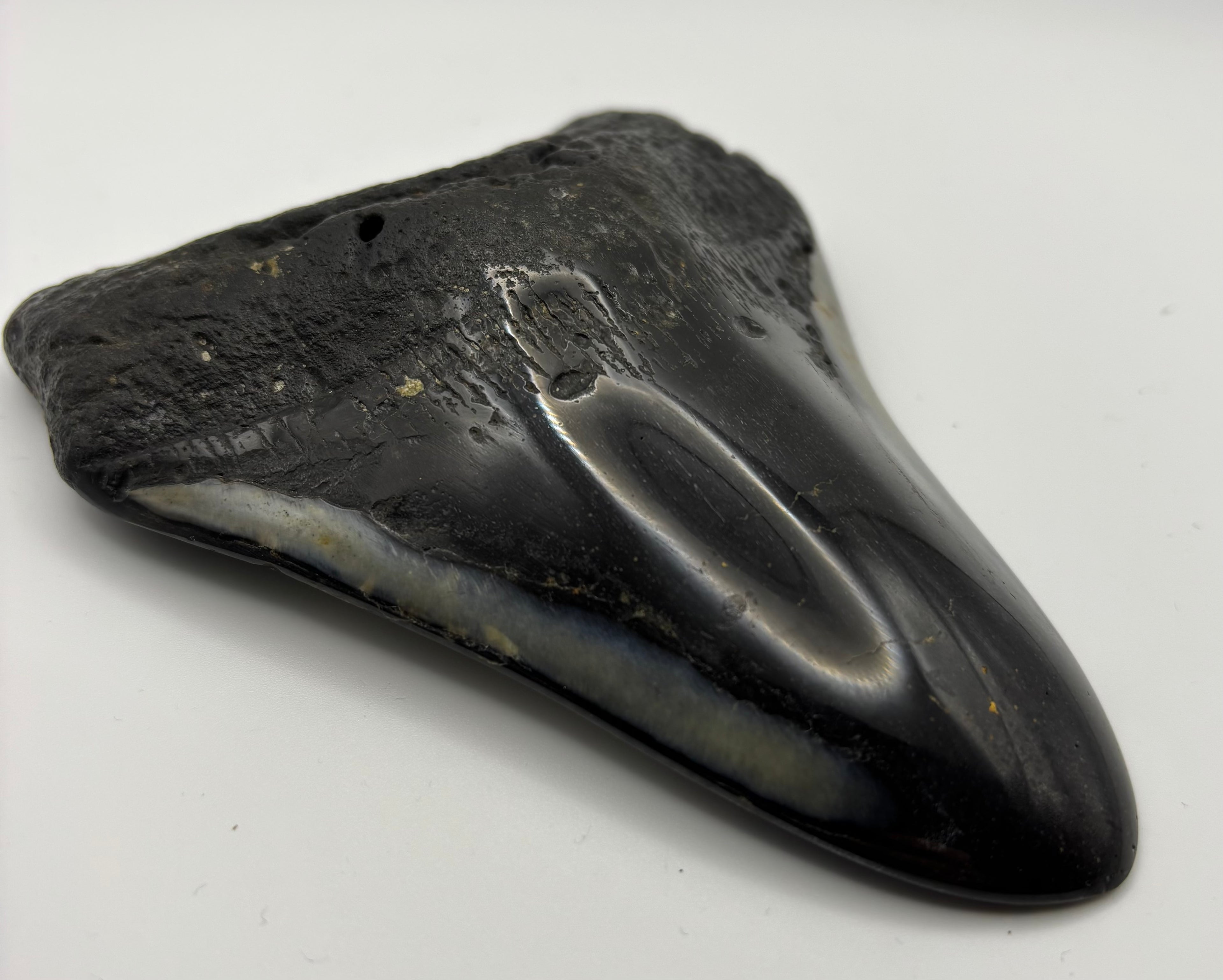Megalodon Tooth - Complete 5 inch