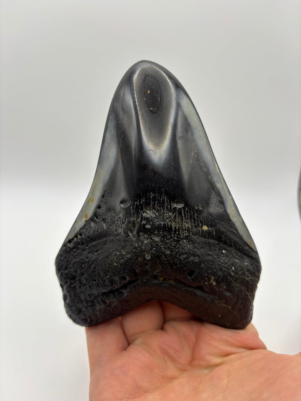 Megalodon Tooth - Complete 5 inch