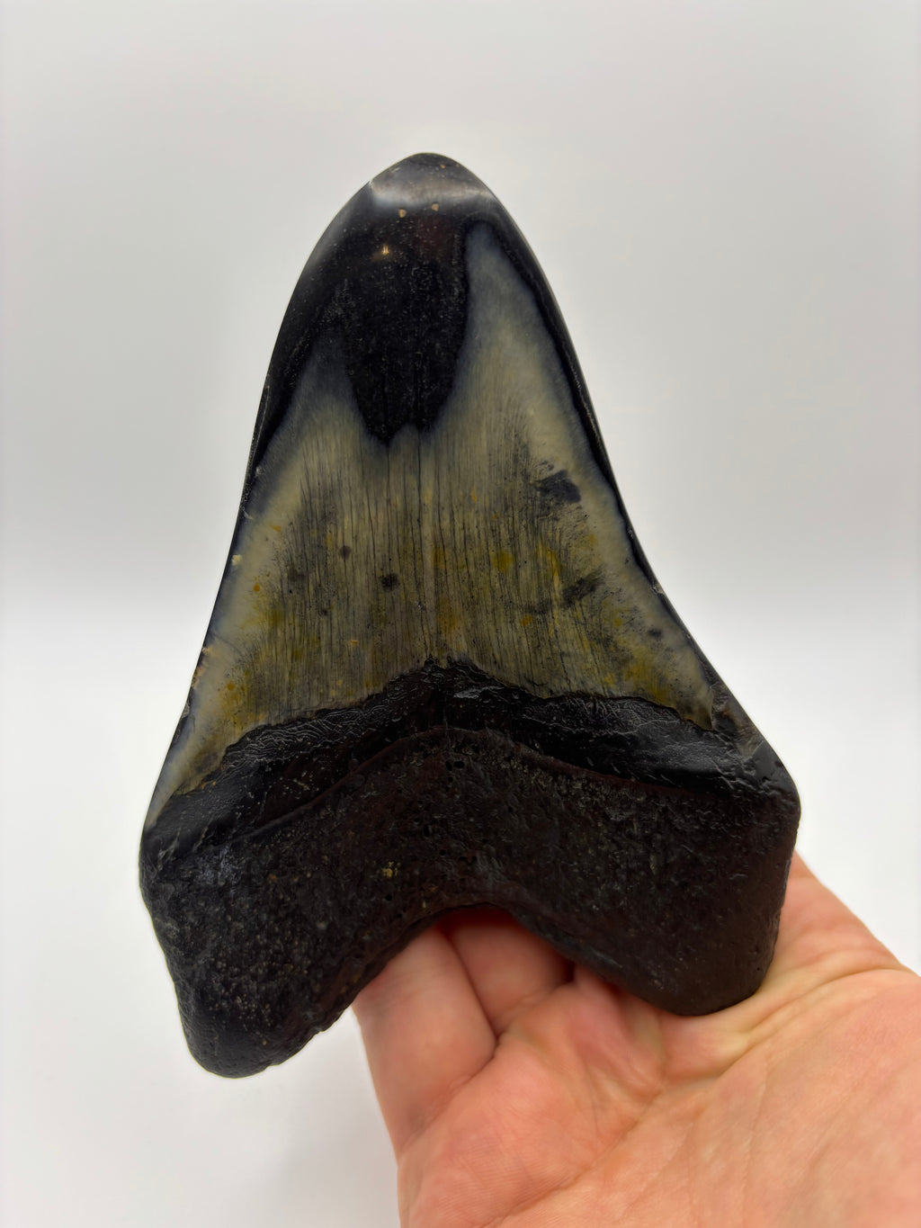 Megalodon Tooth - Complete 5 inch