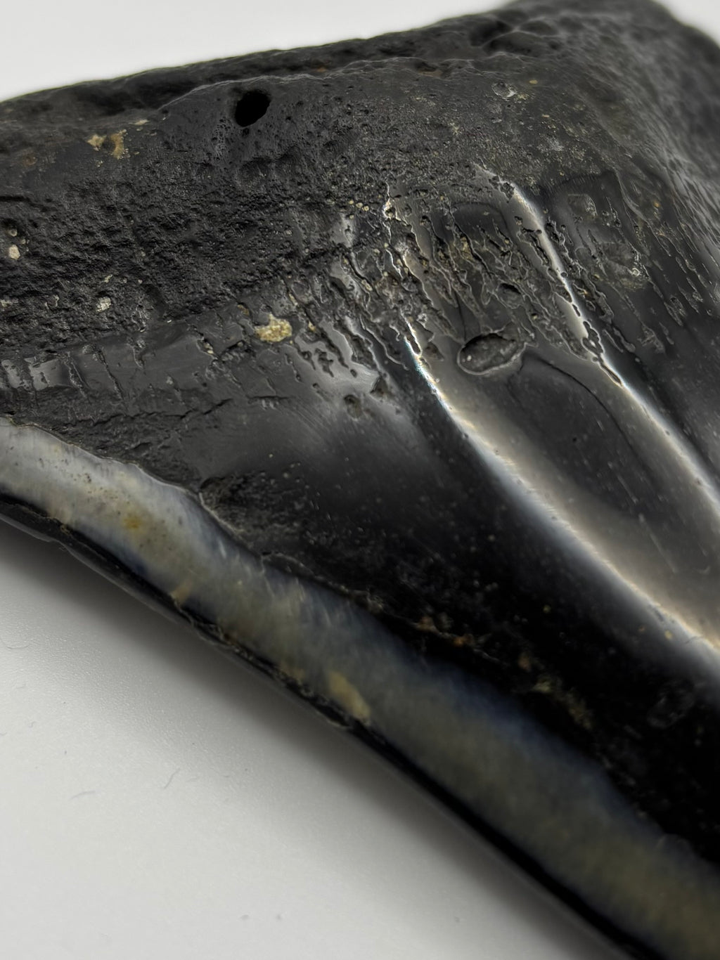 Megalodon Tooth - Complete 5 inch