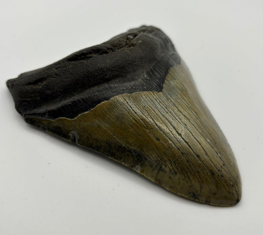 Megalodon Tooth - Complete 4.5 inch