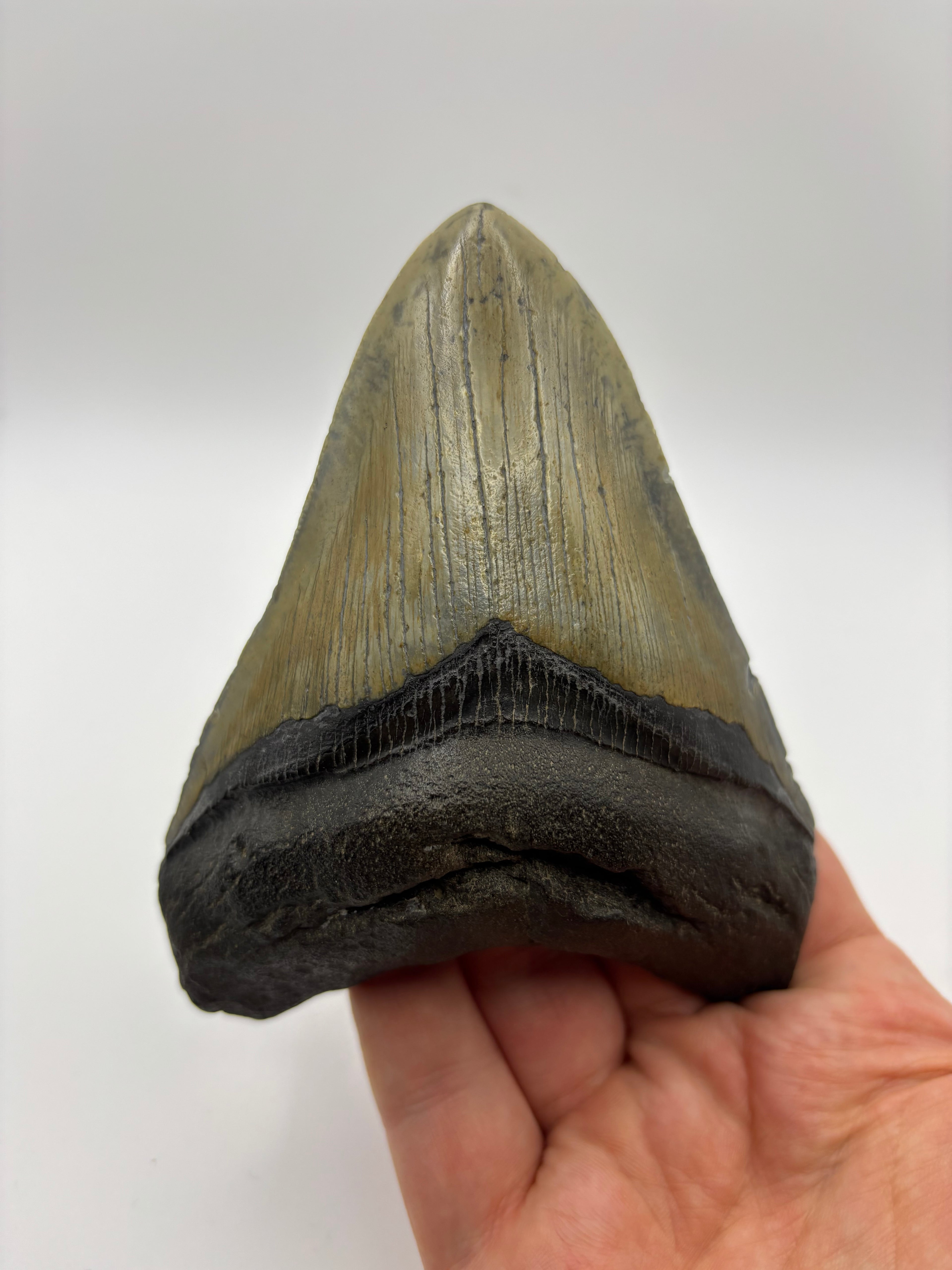 Megalodon Tooth - Complete 4.5 inch